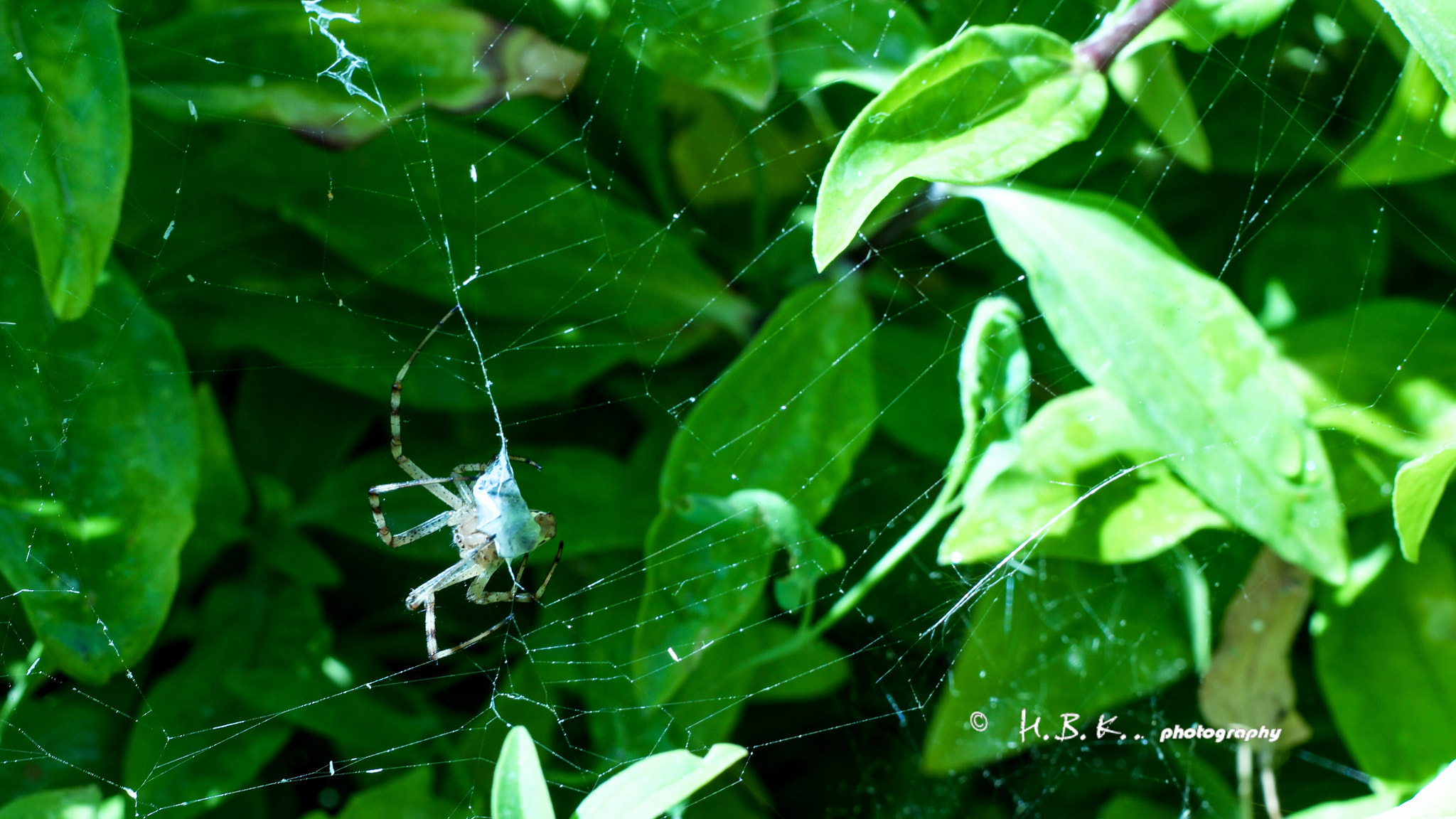 NX 30mm F2 sample photo. Delicious... photography