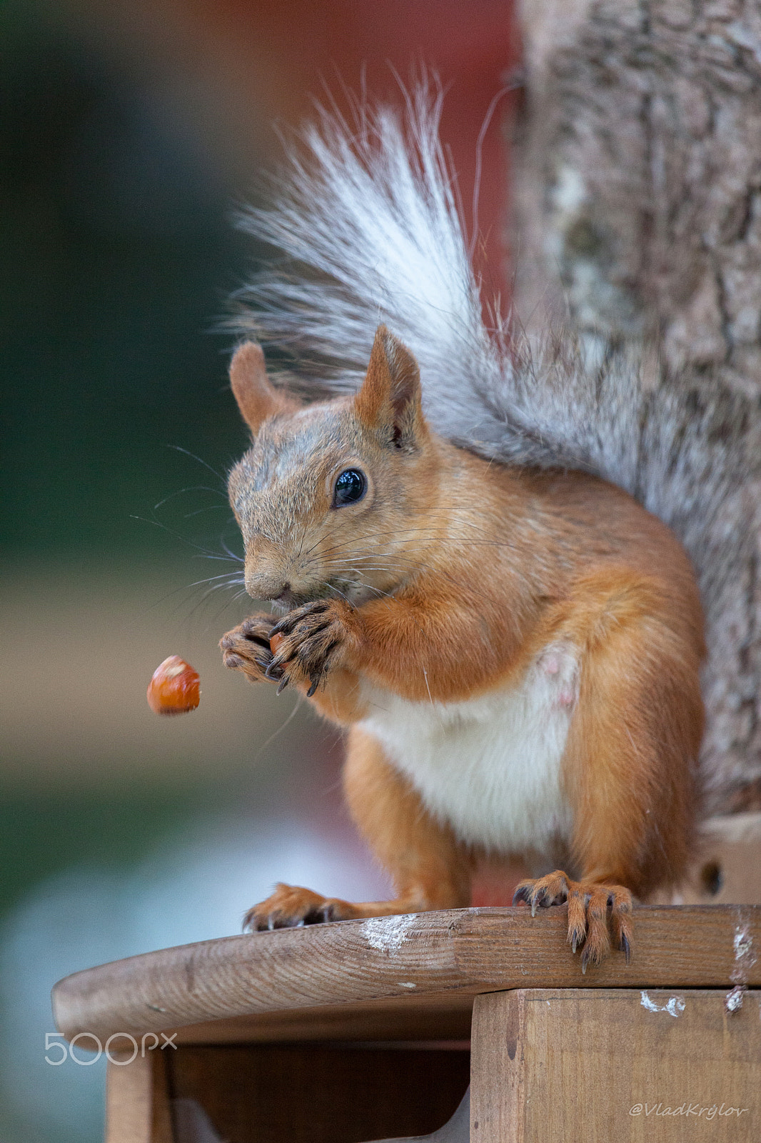 Canon EOS 5D Mark II + Canon EF 100-400mm F4.5-5.6L IS USM sample photo. Squirrel. photography