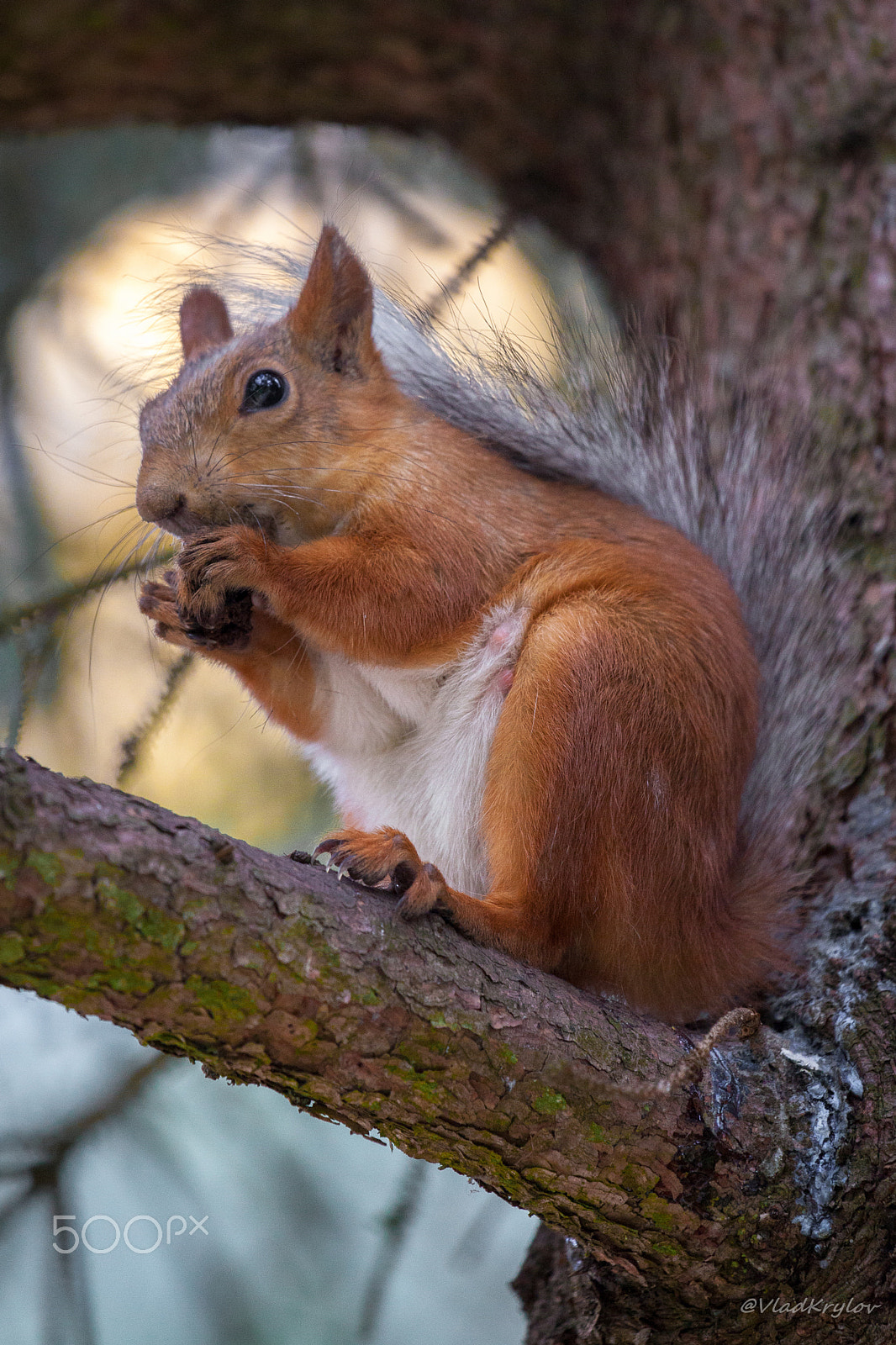 Canon EOS 5D Mark II + Canon EF 100-400mm F4.5-5.6L IS USM sample photo. Squirrel. photography