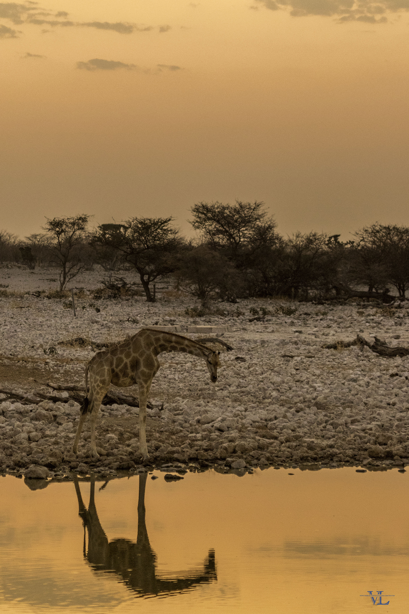Canon EF 100-400mm F4.5-5.6L IS USM sample photo. Savannah africa photography