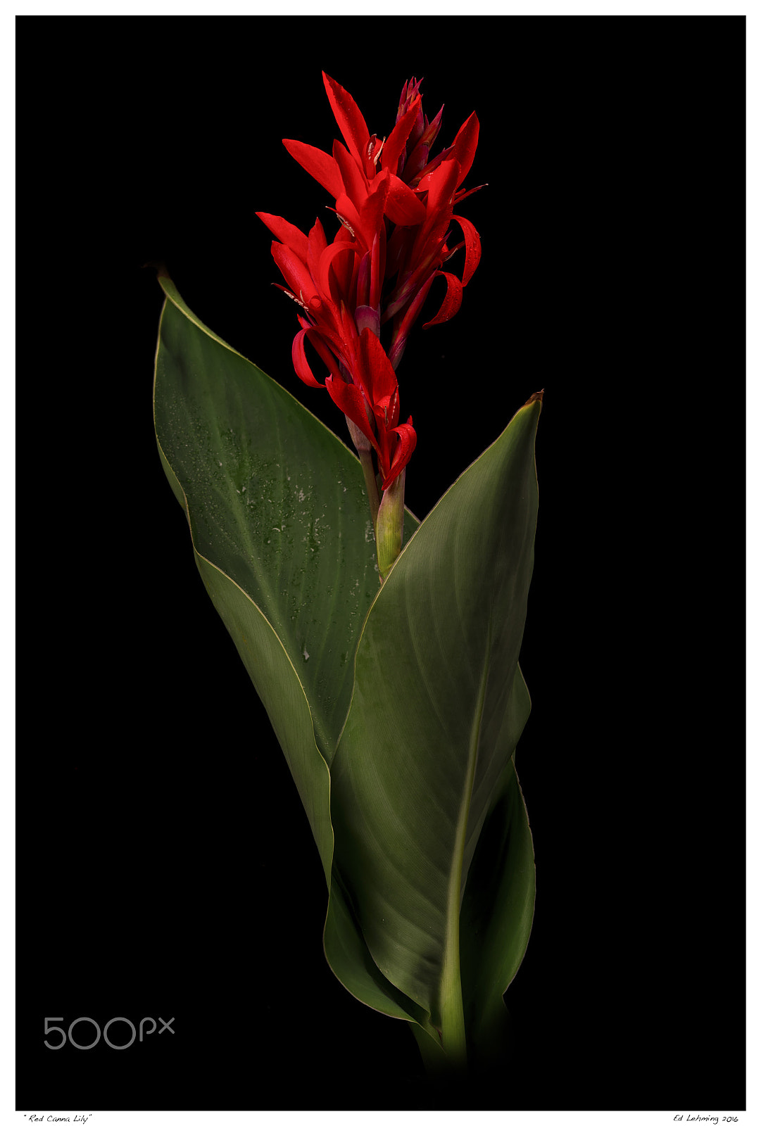 Tamron SP 70-200mm F2.8 Di VC USD sample photo. "red canna lily" photography