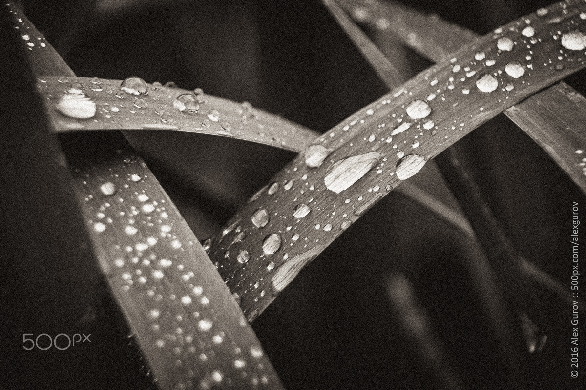Nikon D50 sample photo. The diamonds photography