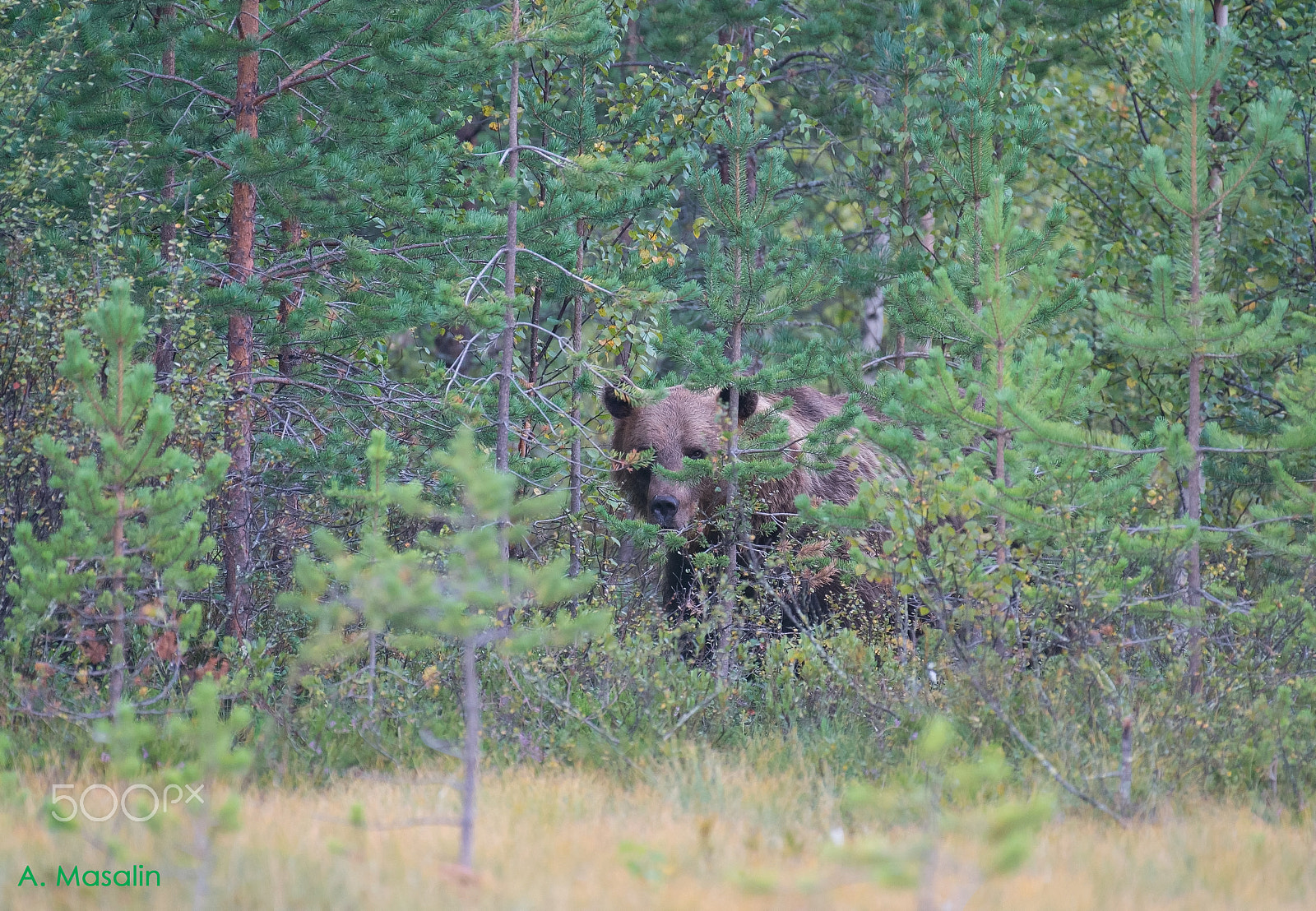 Nikon AF-S Nikkor 200-500mm F5.6E ED VR sample photo. ..feel like somebody is watching me photography