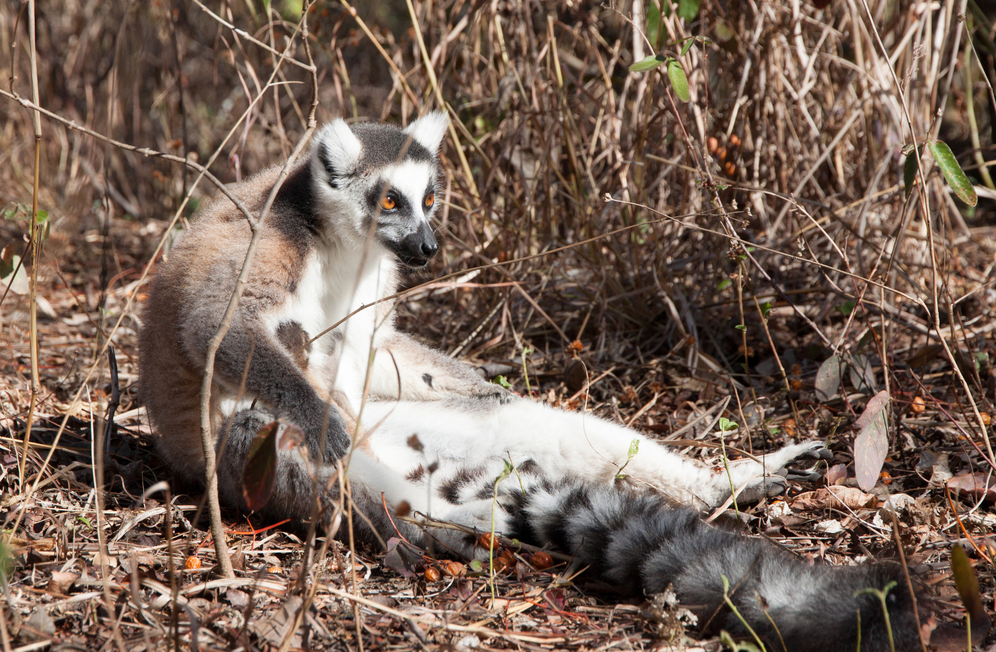 Canon EOS 500D (EOS Rebel T1i / EOS Kiss X3) + Canon EF-S 15-85mm F3.5-5.6 IS USM sample photo. Lemur in ranomafana. madagascar photography