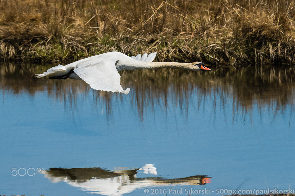 Nikon D4 sample photo. Perfectly level photography