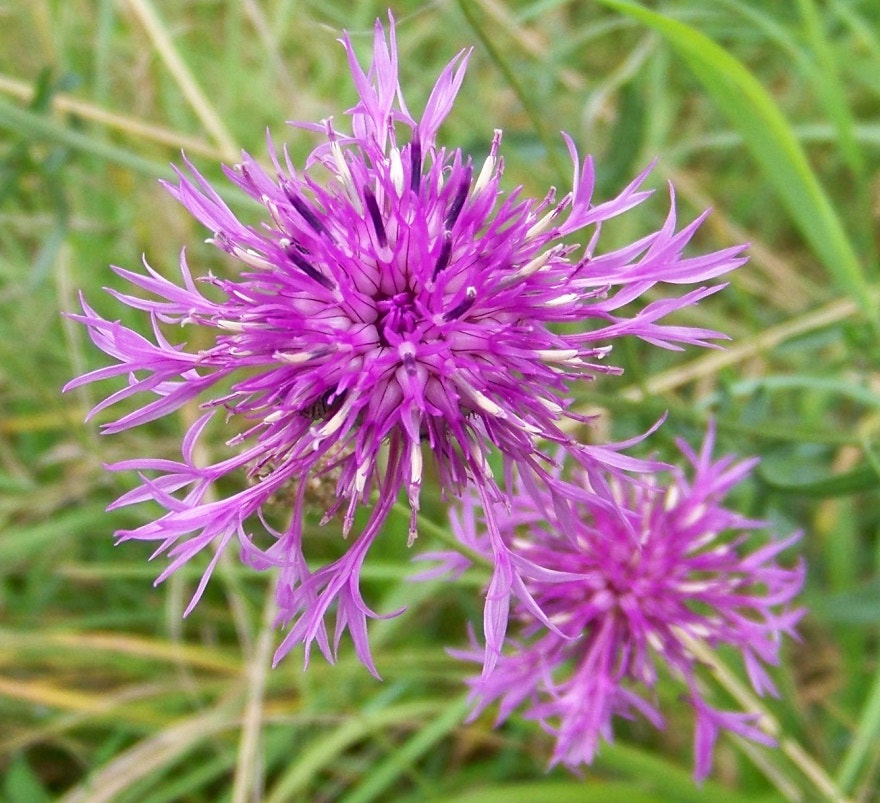 Kodak EASYSHARE Z8612 IS DIGITAL CAMERA sample photo. () photography