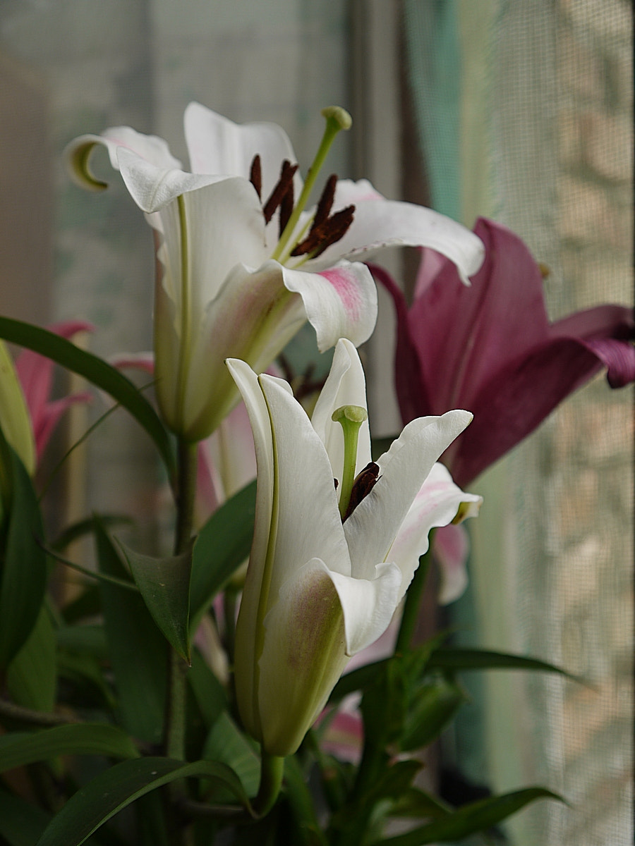 Panasonic Lumix DMC-G10 sample photo. Magic lilies photography