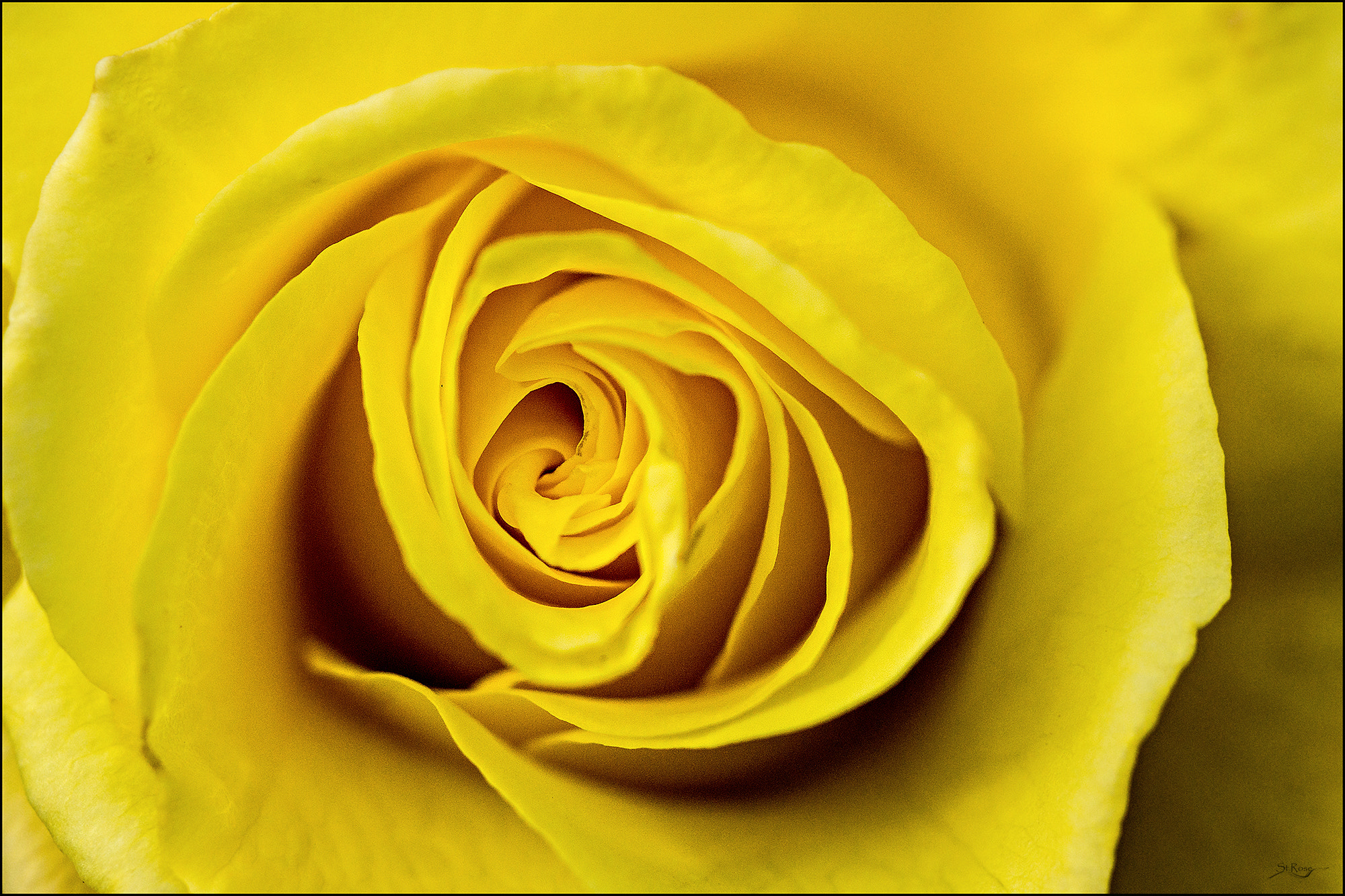 Sony SLT-A77 + 90mm F2.8 Macro SSM sample photo. On behalf of the rose photography