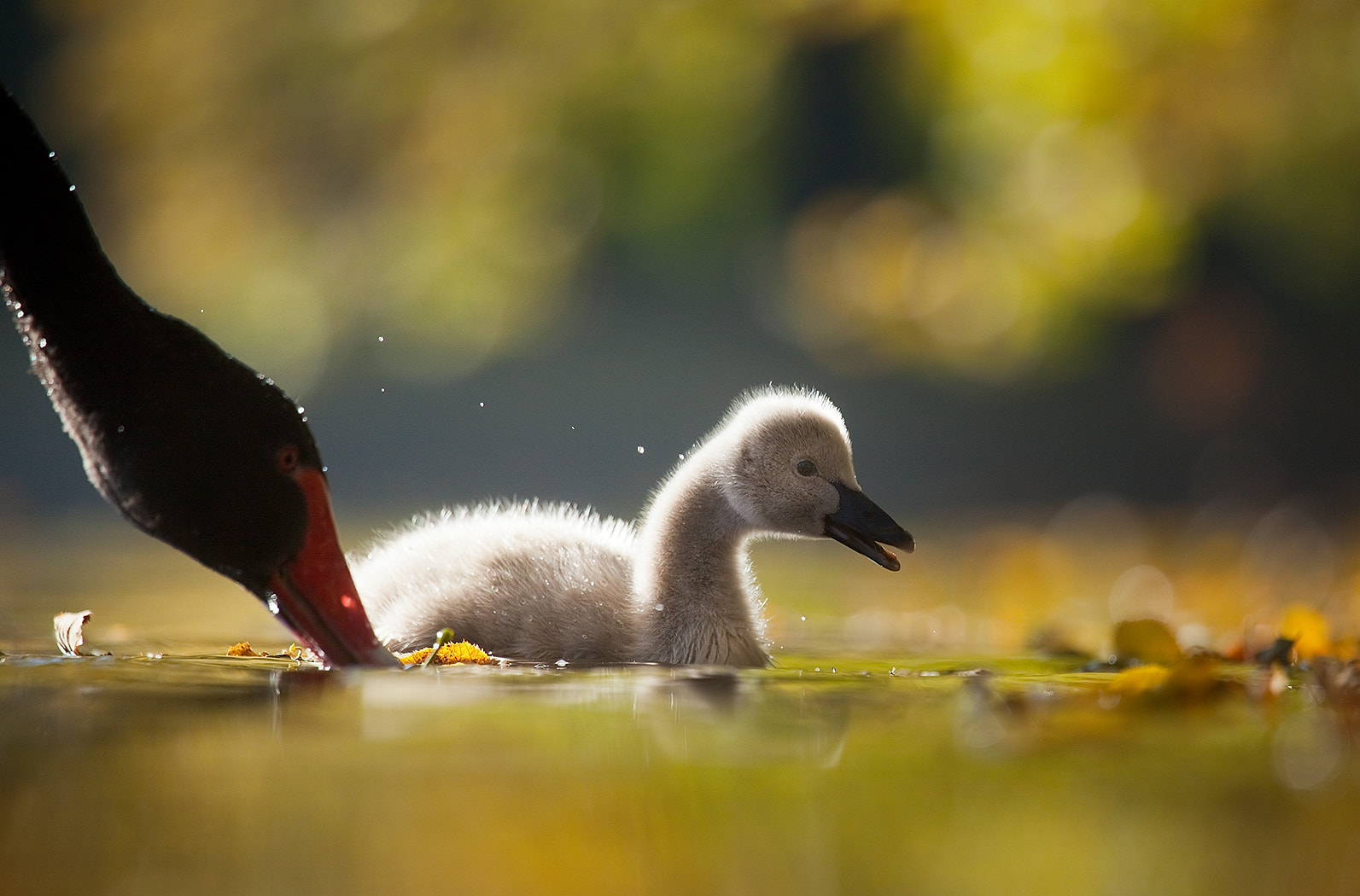 Canon EF 100-400mm F4.5-5.6L IS USM sample photo. Black swan photography