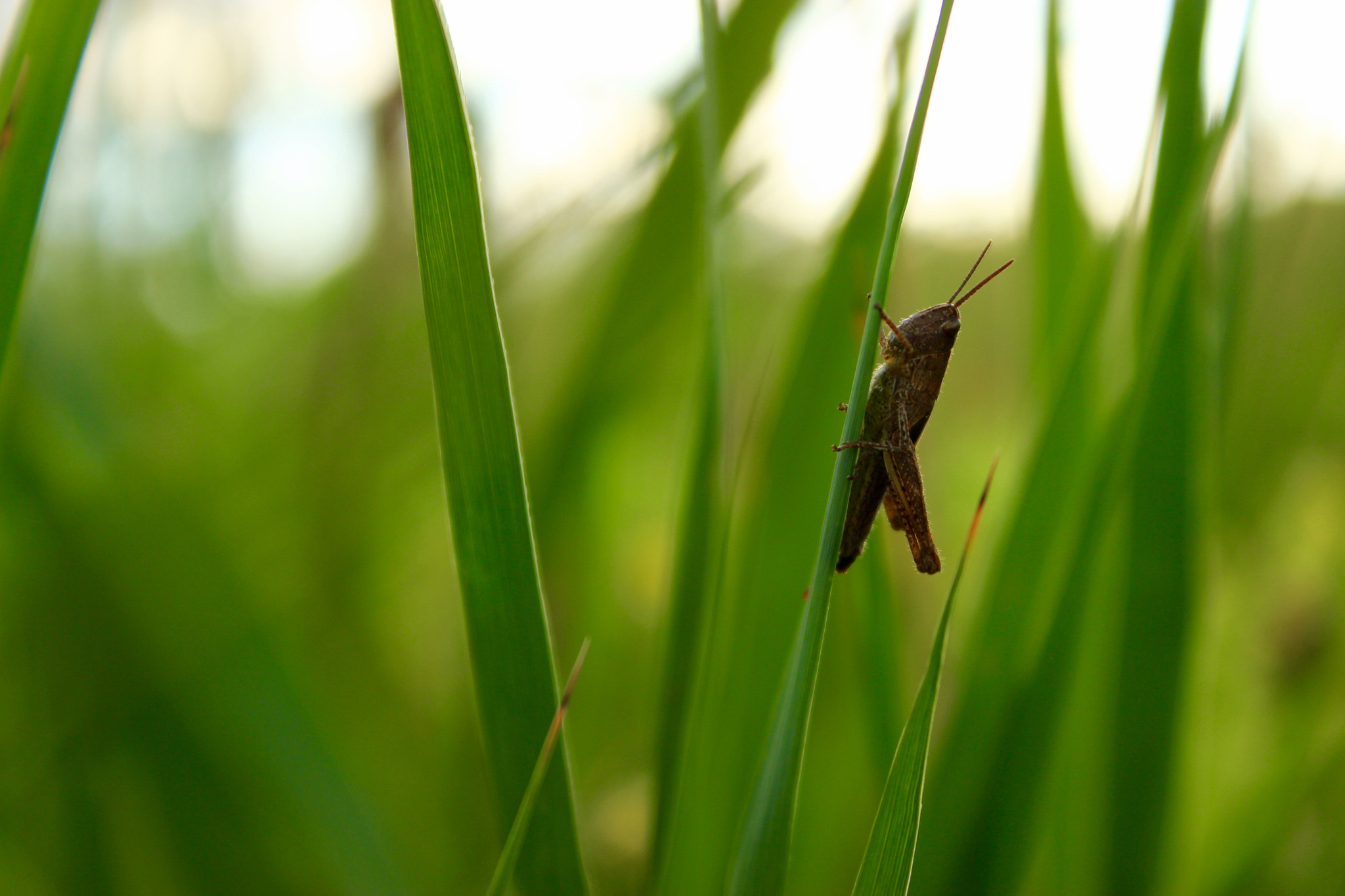 Canon EF-S 18-55mm F3.5-5.6 III sample photo. Grasshopper photography