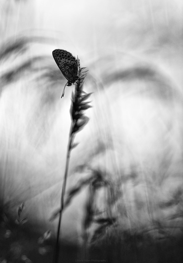 Sigma 150mm F2.8 EX DG OS Macro HSM sample photo. Secret place photography