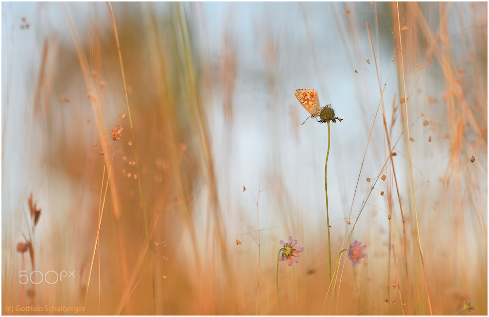 Sigma 150mm F2.8 EX DG Macro HSM sample photo. A summer evening photography