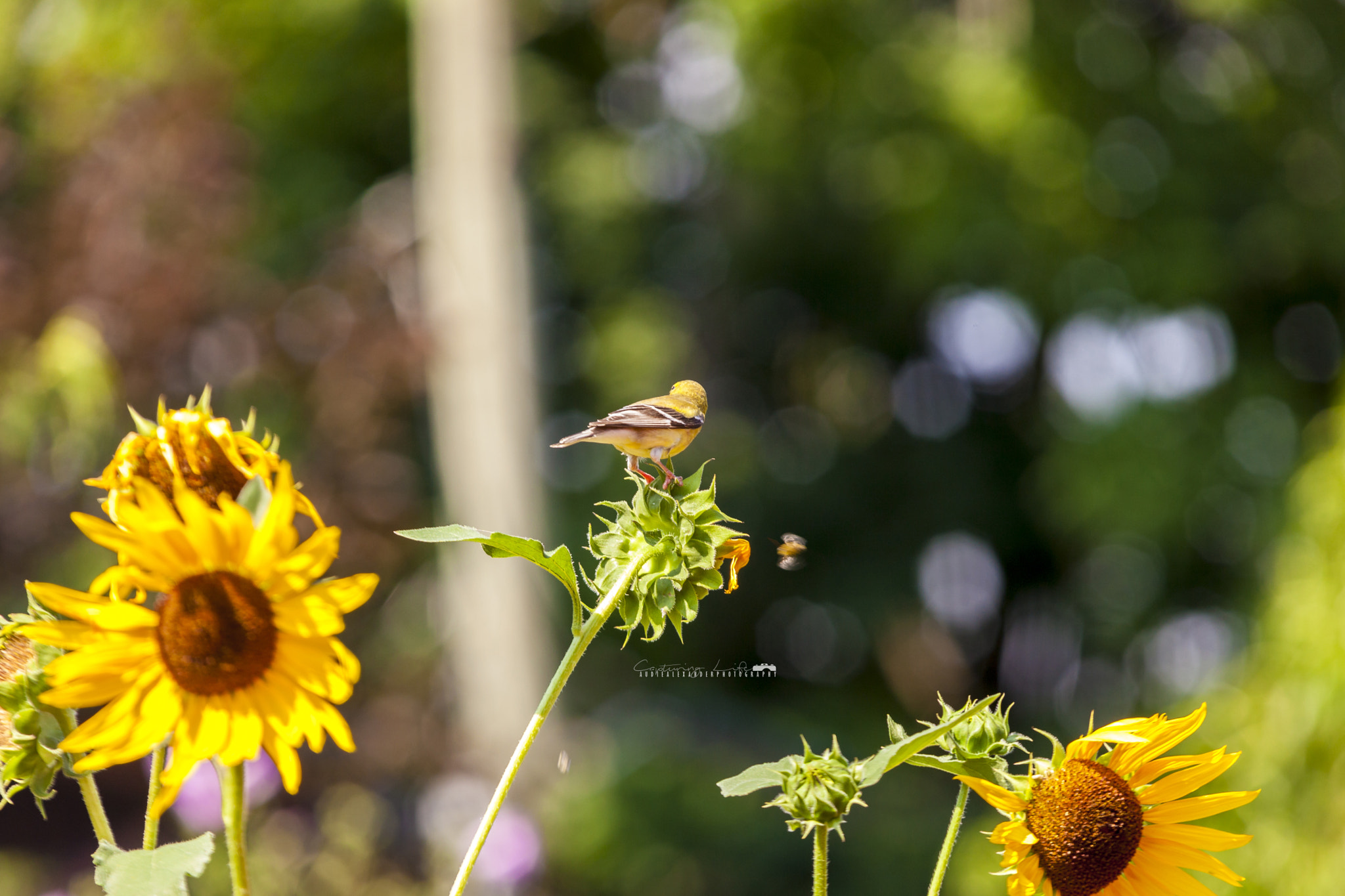 Canon EOS 5D Mark II + Sigma 100-300mm f/4 sample photo. Sunflower stop photography