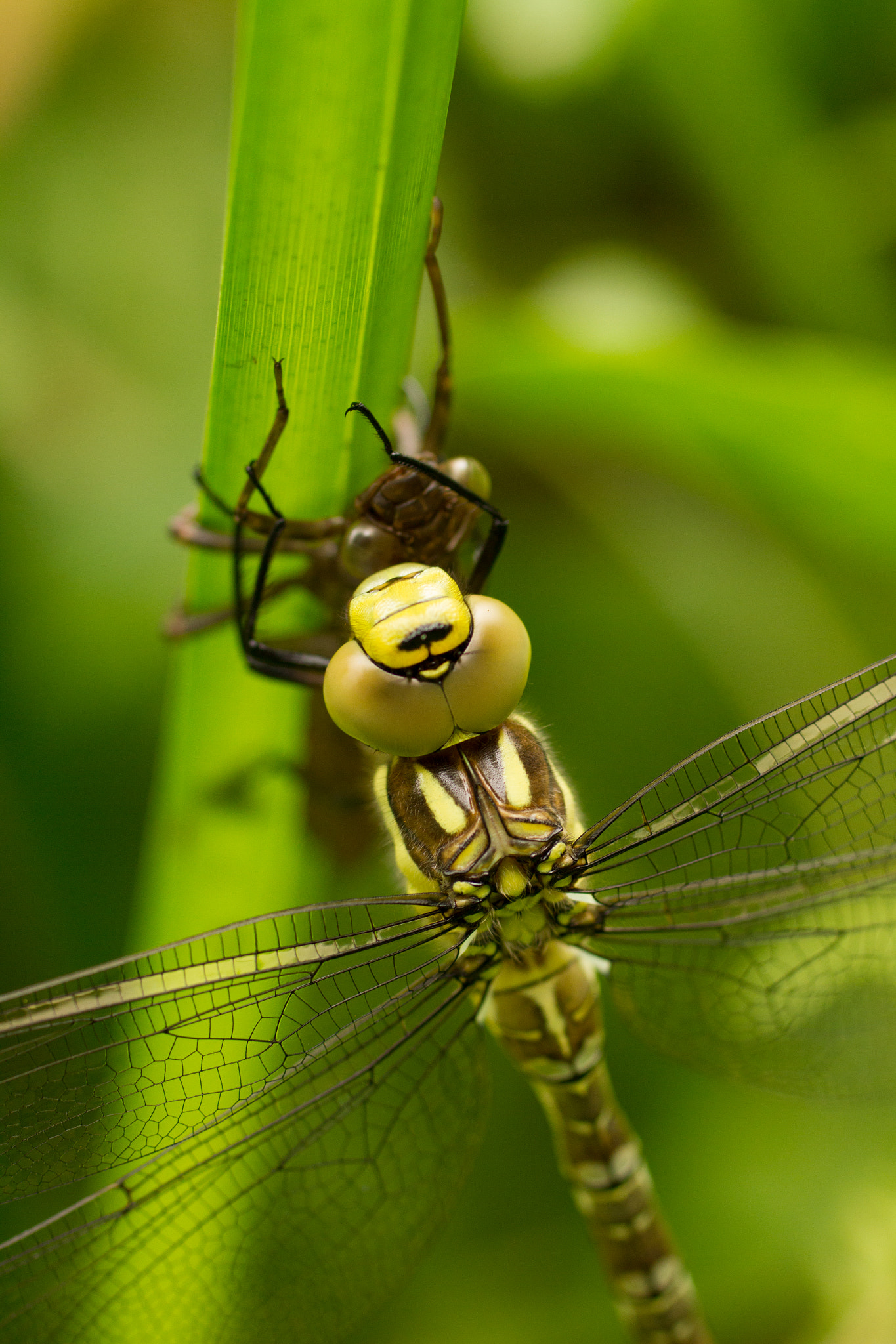 Canon EF 50mm F2.5 Macro sample photo. Dragonfly photography