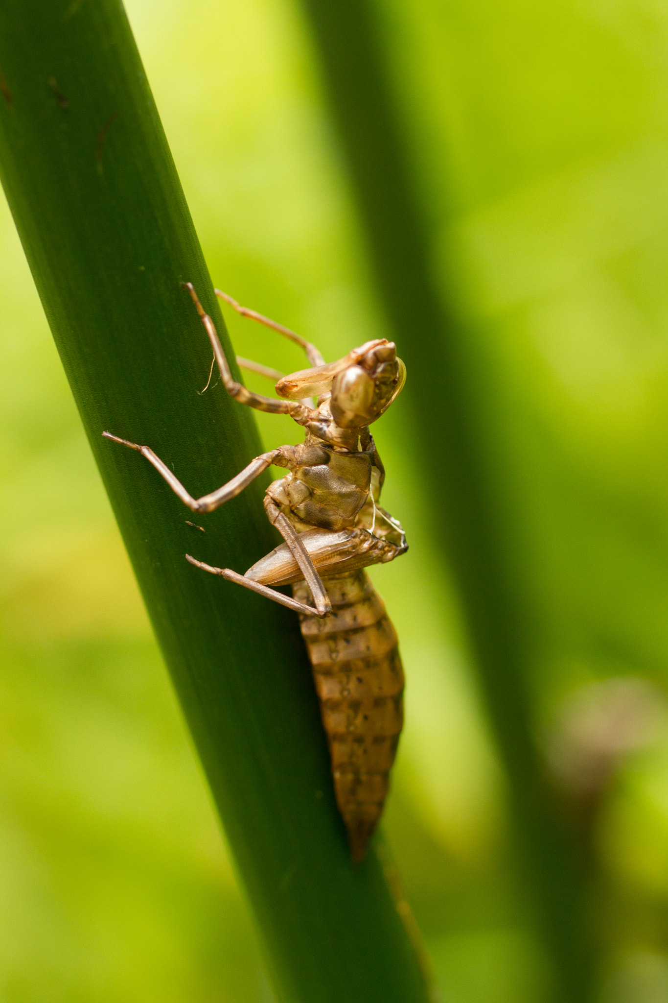 Canon EF 50mm F2.5 Macro sample photo. Dragonfly photography