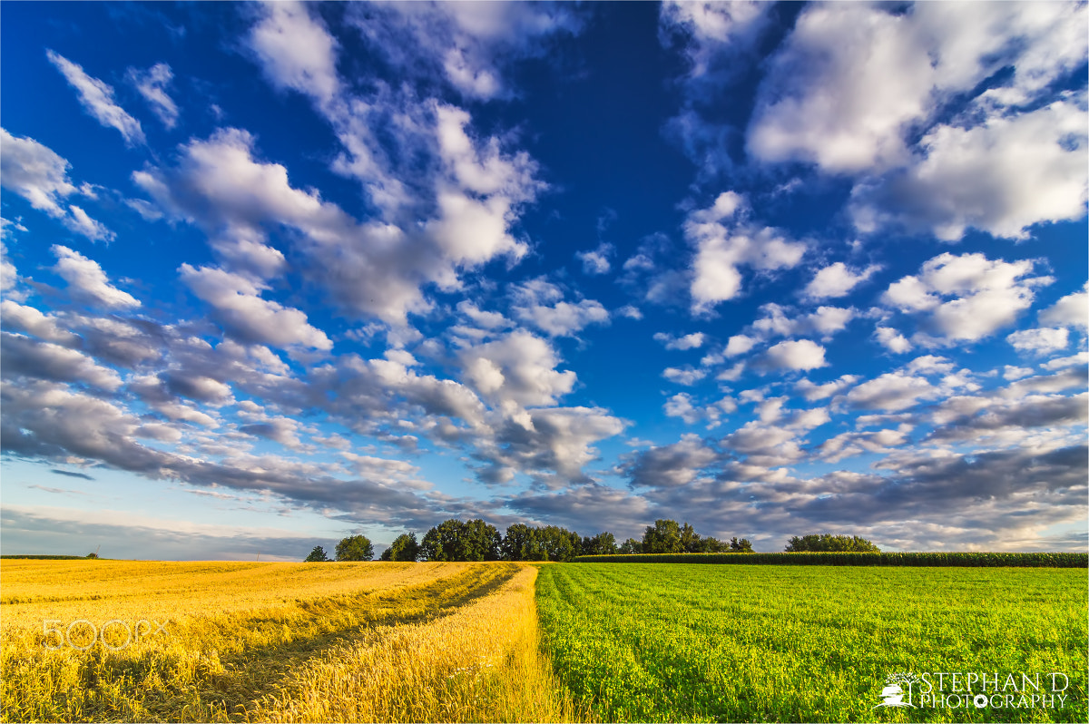 Sony SLT-A55 (SLT-A55V) sample photo. Bavarian field photography