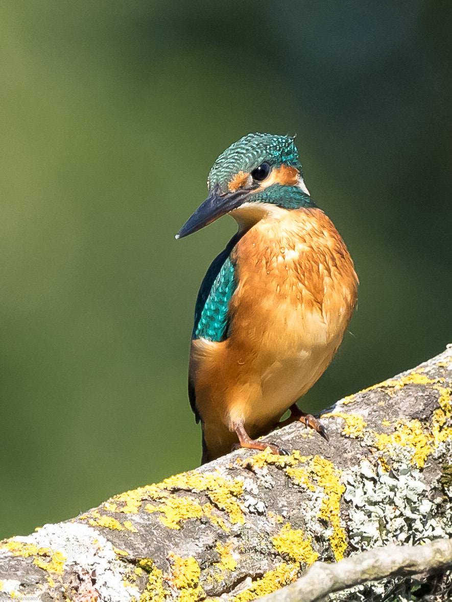 OLYMPUS M.300mm F4.0 sample photo. Martin-pêcheur d'europe - 2016-08-12 photography