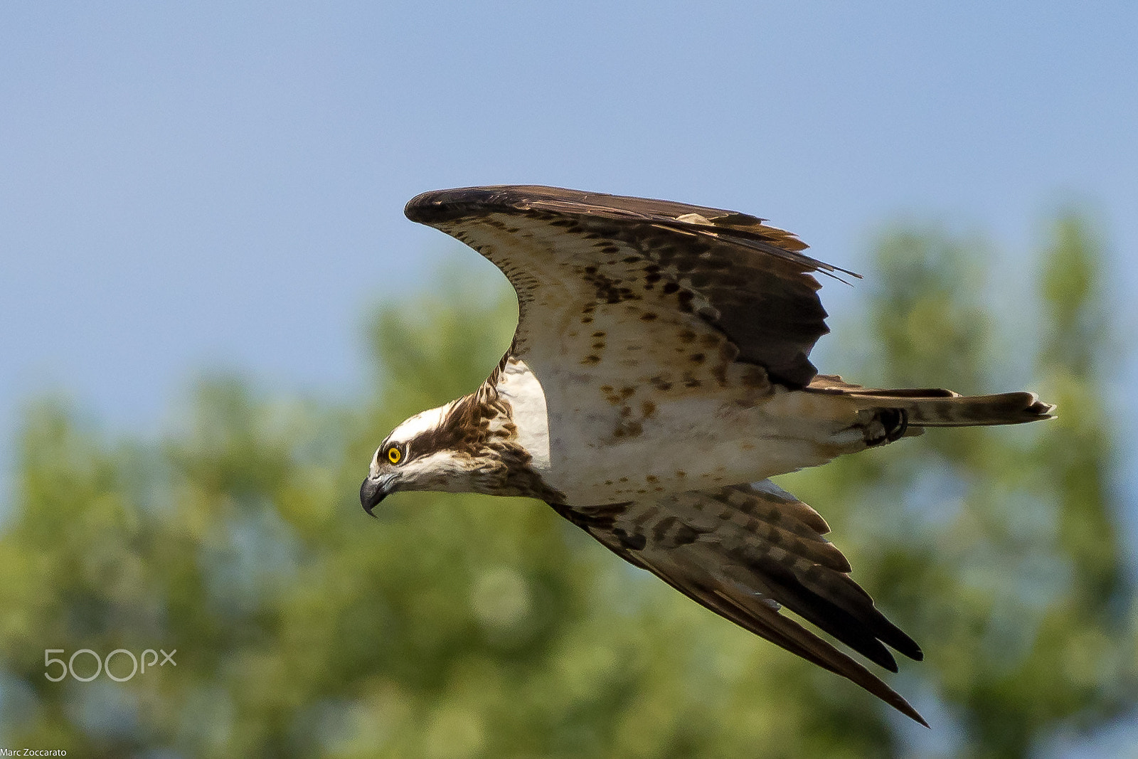 Olympus OM-D E-M1 + M.300mm F4.0 + MC-14 sample photo. Balbuzard pêcheur - 12-08-2016 photography