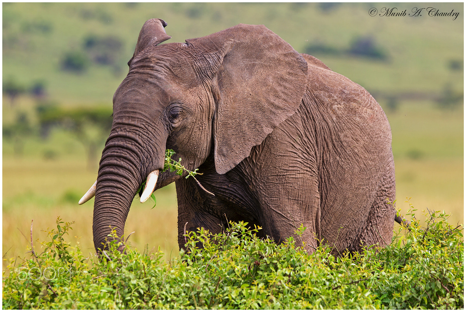 Canon EOS-1D Mark IV + Canon EF 300mm F2.8L IS USM sample photo. World elephant day - 12th august photography