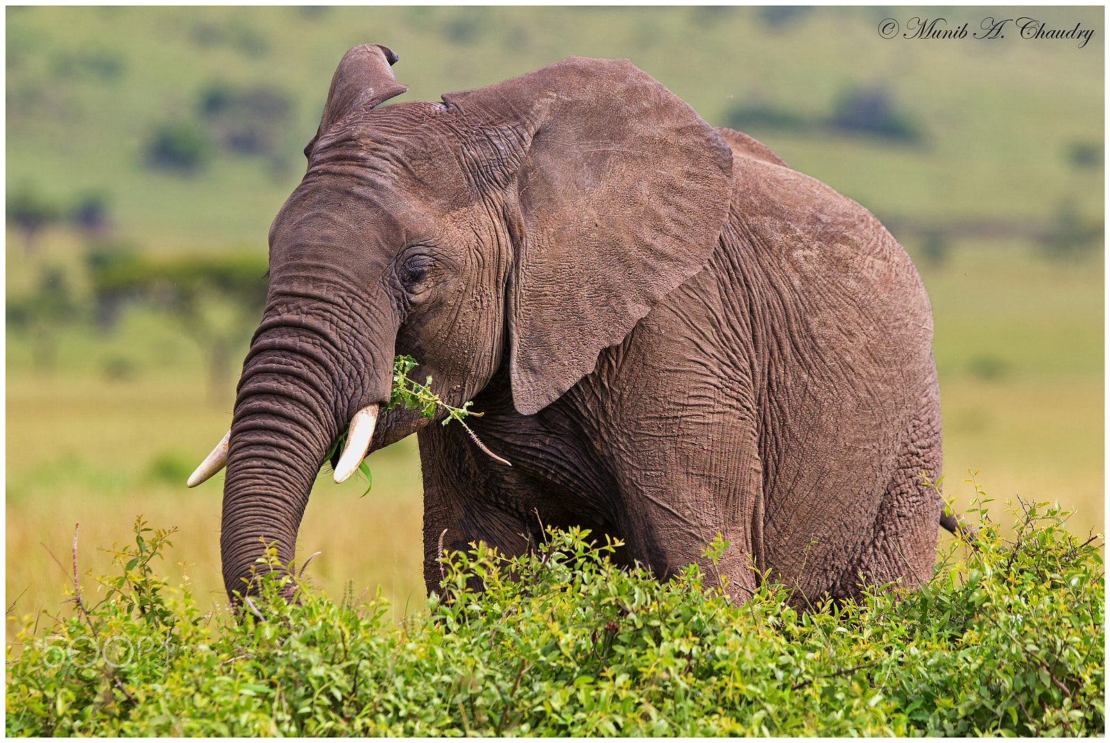 Canon EF 300mm F2.8L IS USM sample photo. World elephant day - 12th august photography