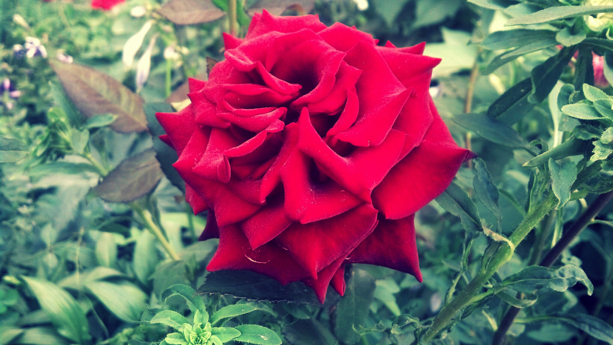 Motorola DROID RAZR sample photo. Rose photography