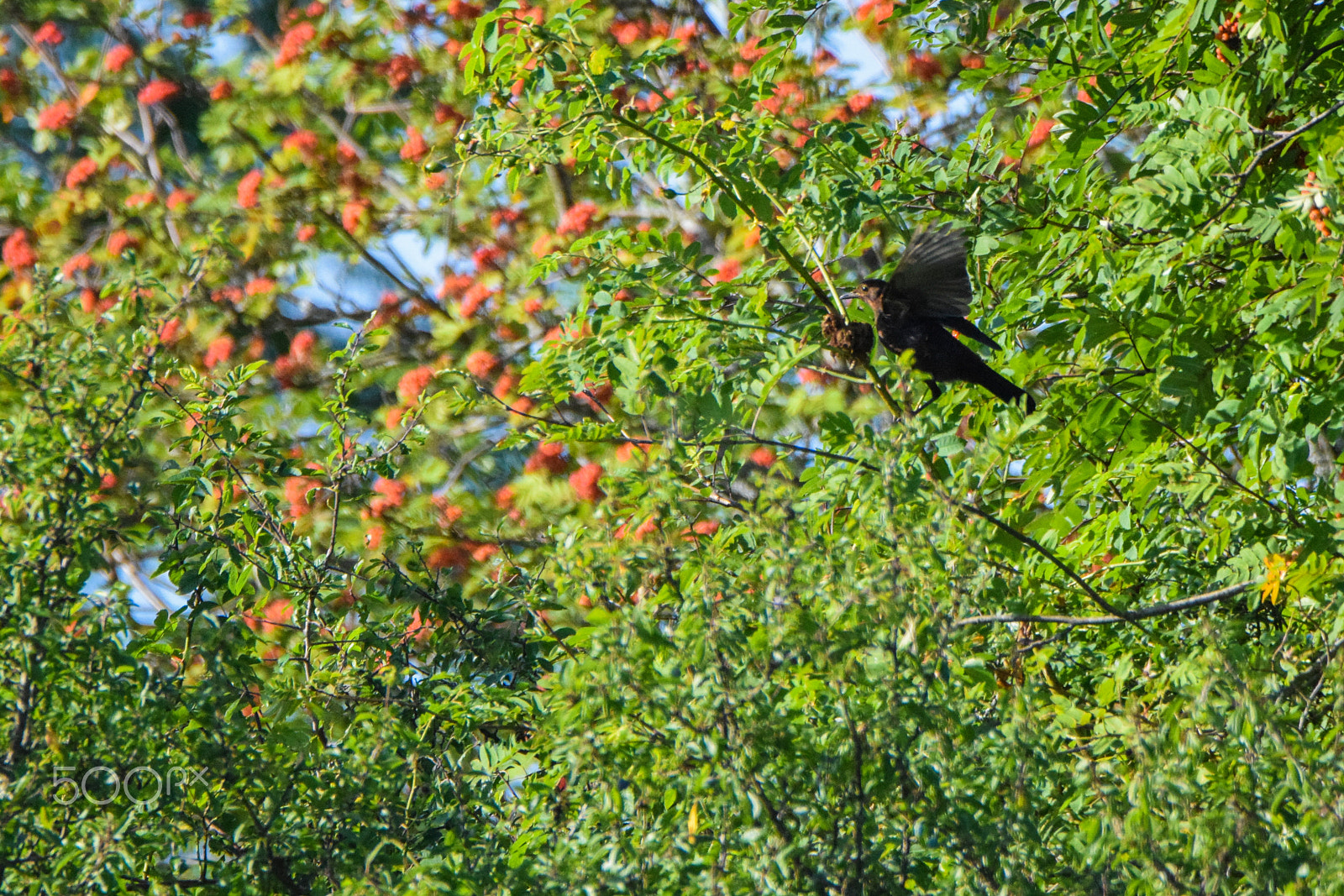 Tamron SP 150-600mm F5-6.3 Di VC USD sample photo. A blackbird landing on a big bush branch photography