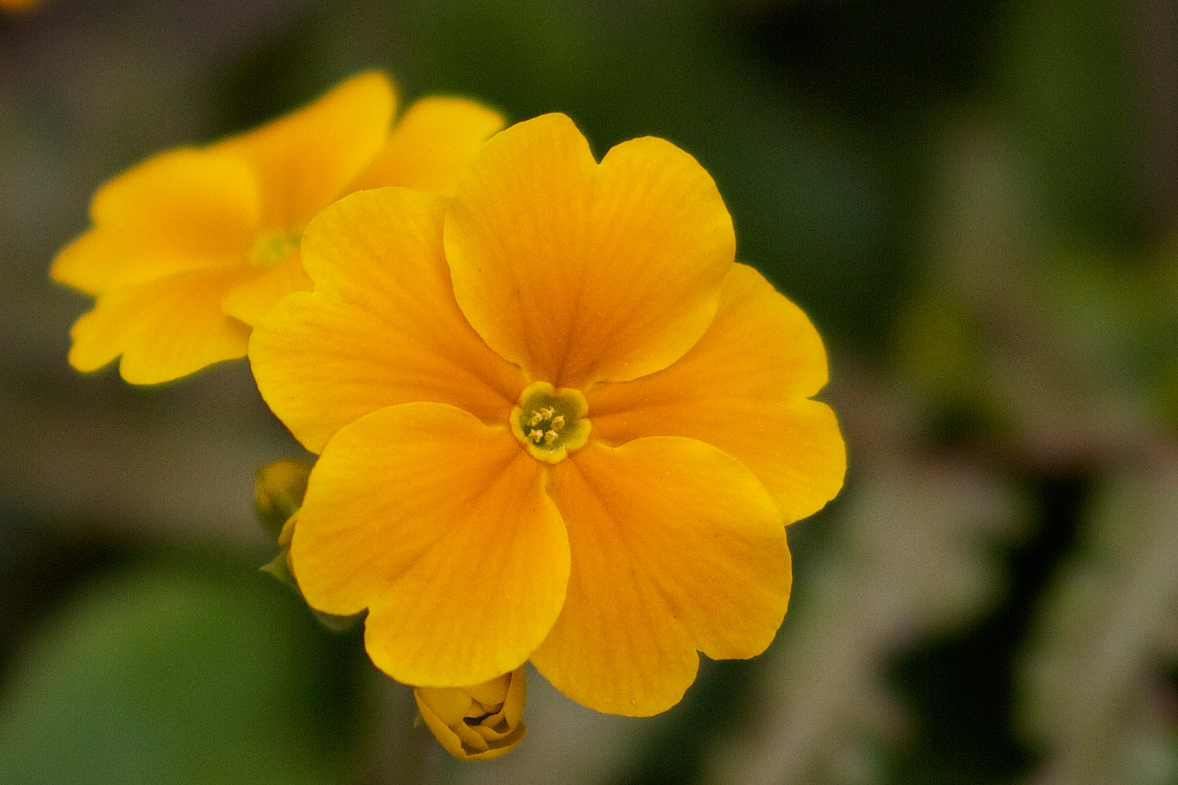 Canon EOS 7D + Canon EF 35mm F1.4L USM sample photo. Yellow flower (0602) photography