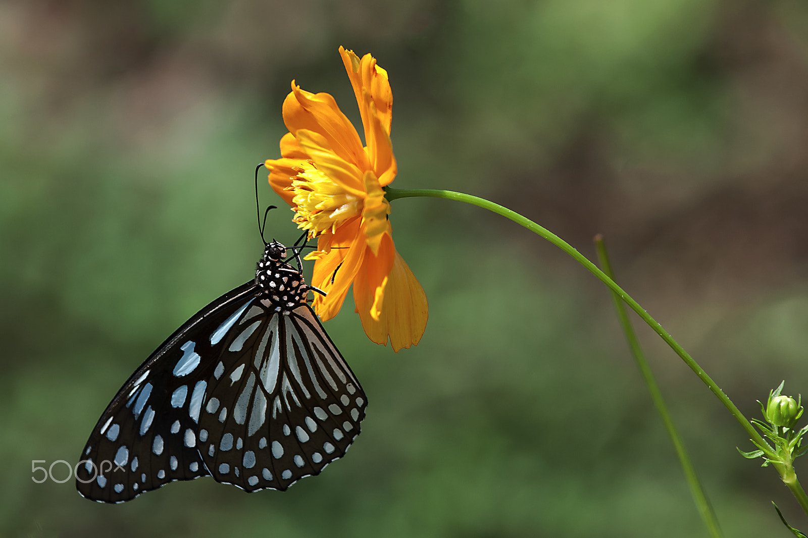 Nikon D80 sample photo. Blue tiger photography