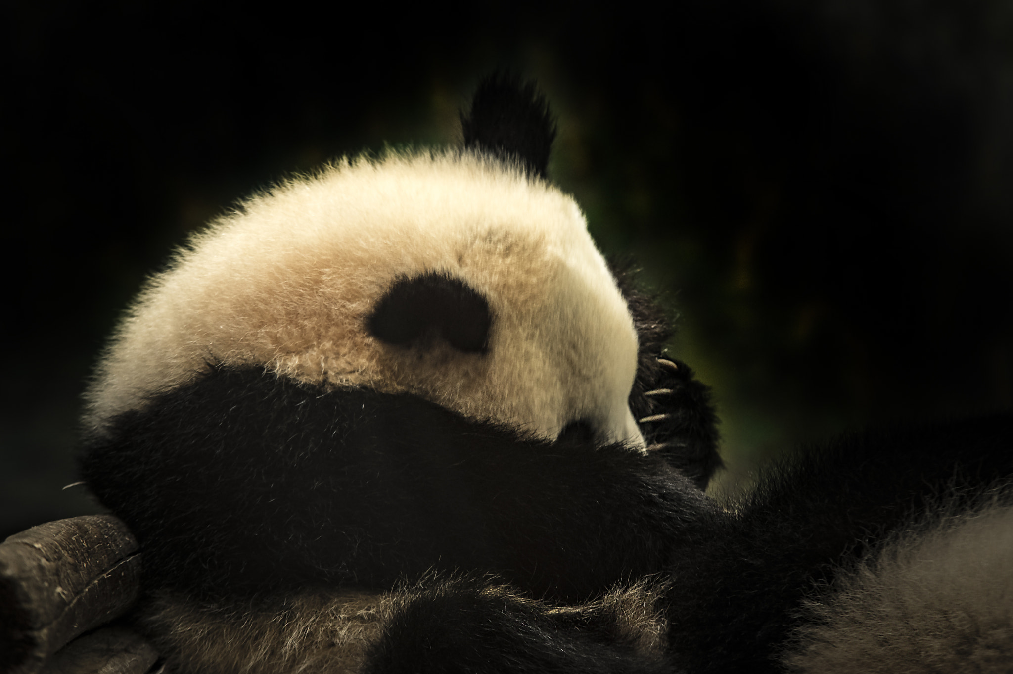 Sigma 70-200mm F2.8 EX DG Macro HSM II sample photo. Panda cub.. a ponderous moment... photography