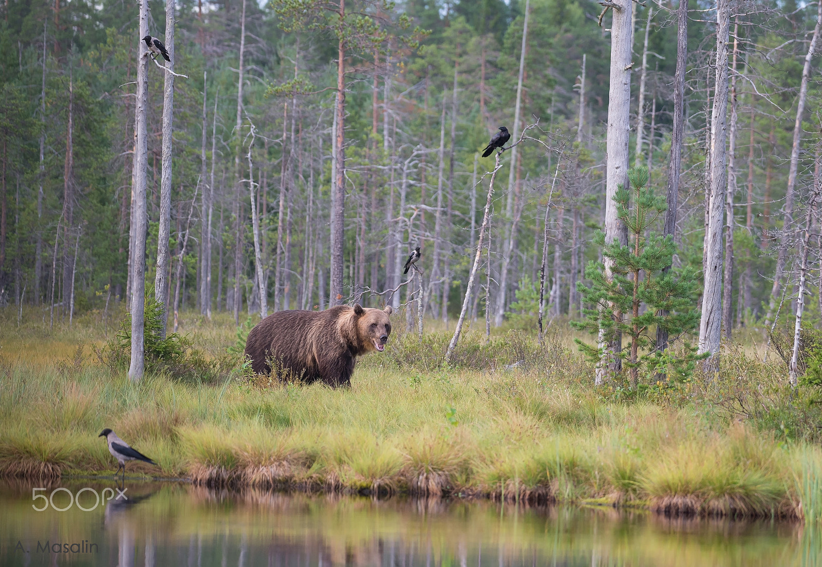 Nikon AF-S Nikkor 200-500mm F5.6E ED VR sample photo. Brown bear photography