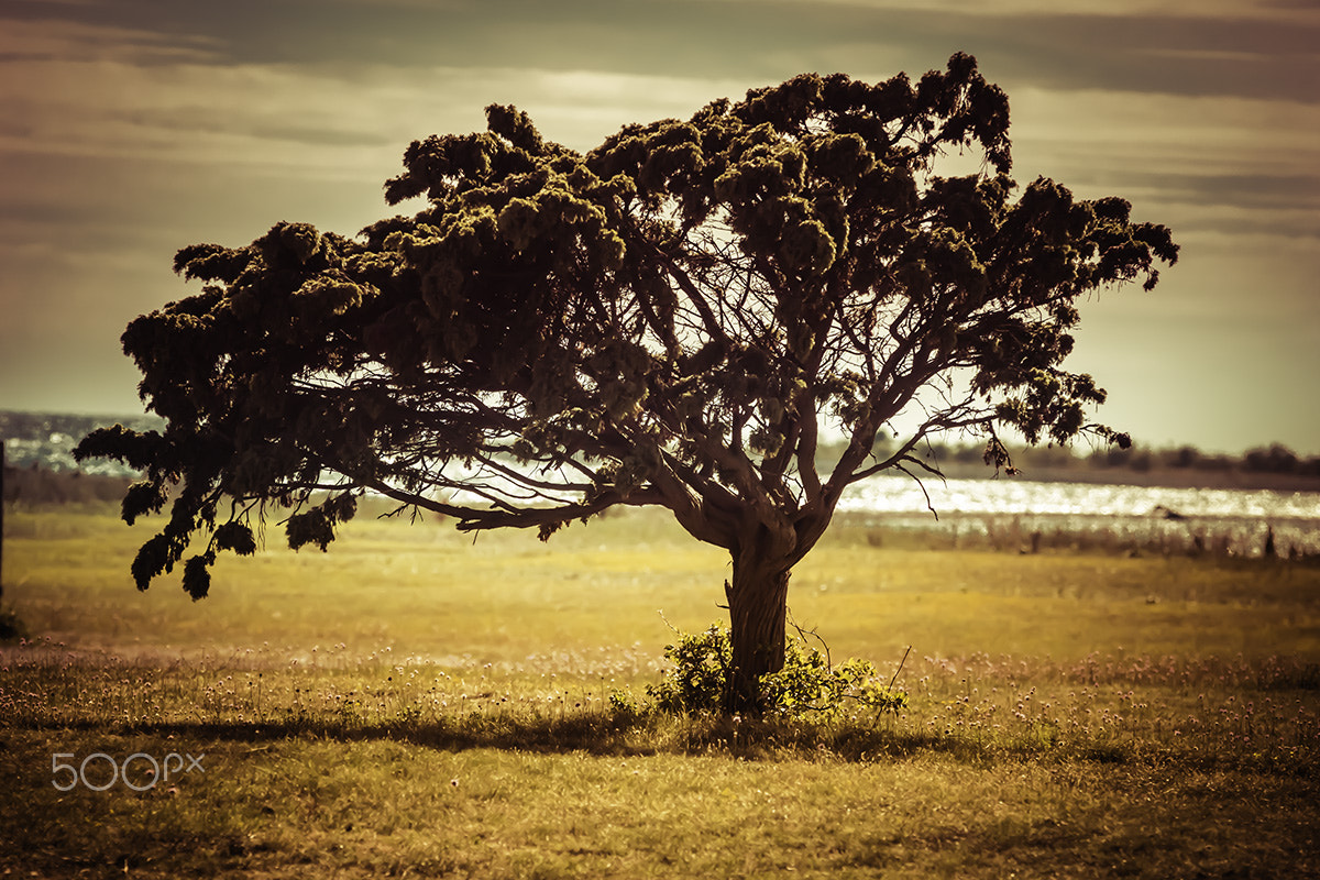 Sigma 70-200mm F2.8 EX DG Macro HSM II sample photo. The tree photography