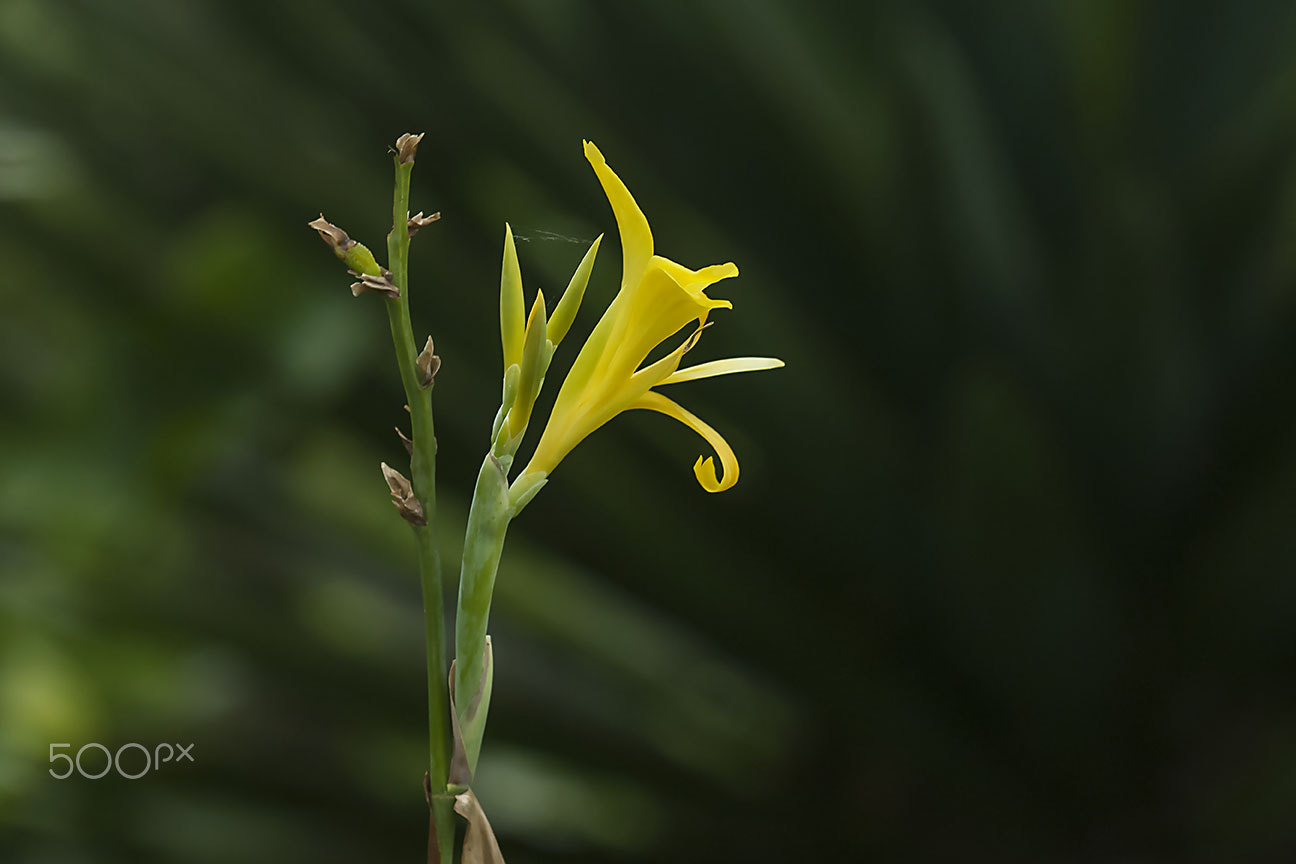 Nikon D80 sample photo. Yellow flower photography