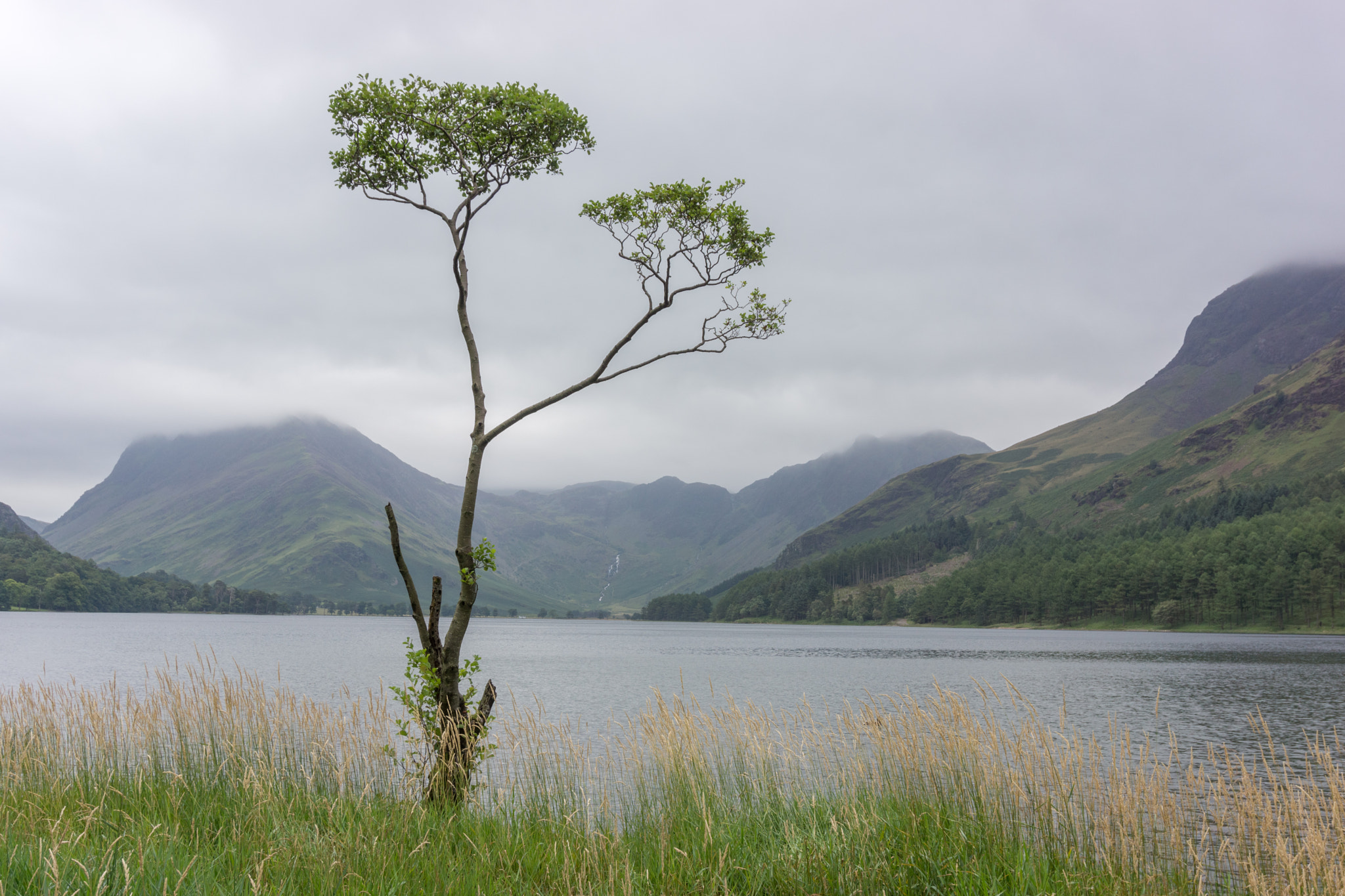 Sony Alpha NEX-7 + Sony E 16-50mm F3.5-5.6 PZ OSS sample photo. Lone tree buttermere photography