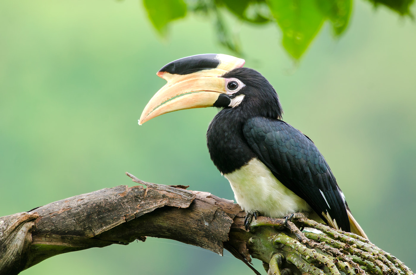Nikon D7000 + Nikon AF-S Nikkor 500mm F4G ED VR sample photo. Malabar pied hornbill female photography