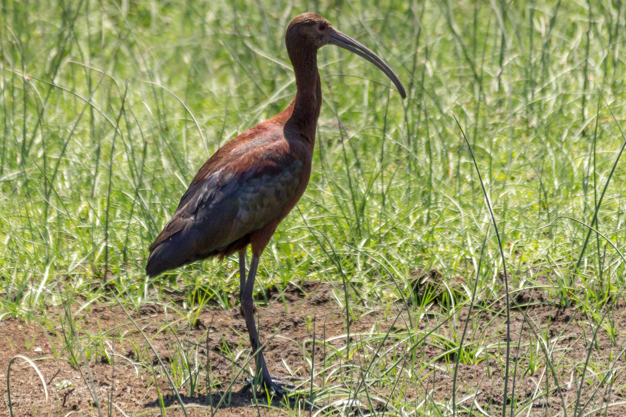 Sigma 150-500mm F5-6.3 DG OS HSM sample photo. Cuervo del pantano photography