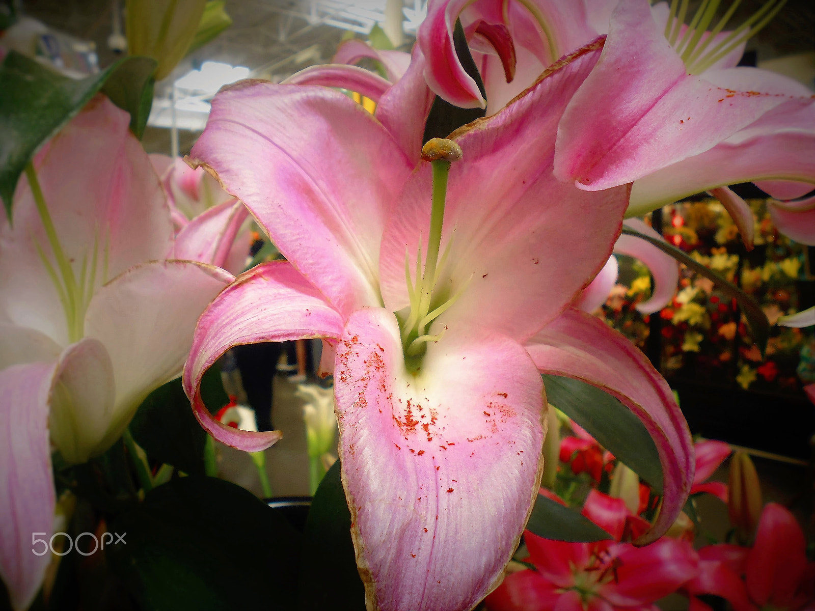 Panasonic DMC-XS1 sample photo. Greenhouse growing flowers and florists photography