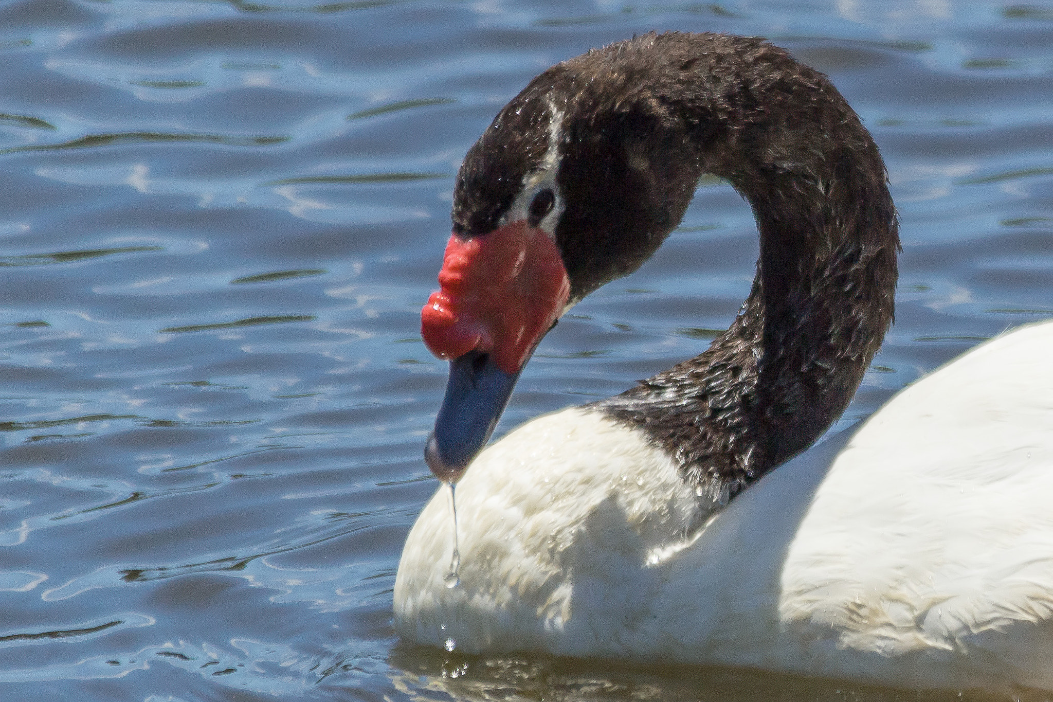 Sigma 150-500mm F5-6.3 DG OS HSM sample photo. Cisne de cuello negro photography