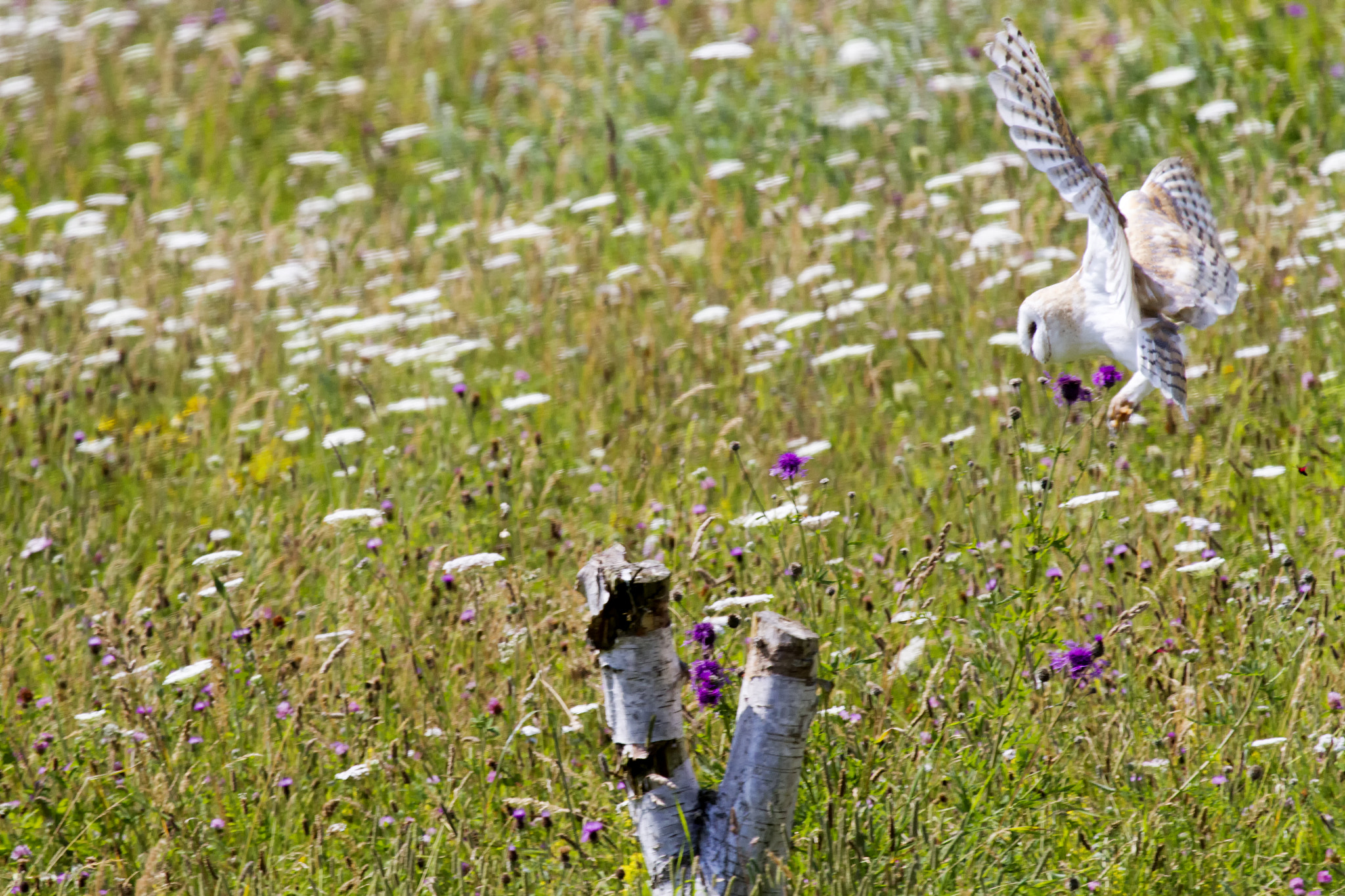 Canon EF 100-400mm F4.5-5.6L IS USM sample photo. Barn owl landing photography