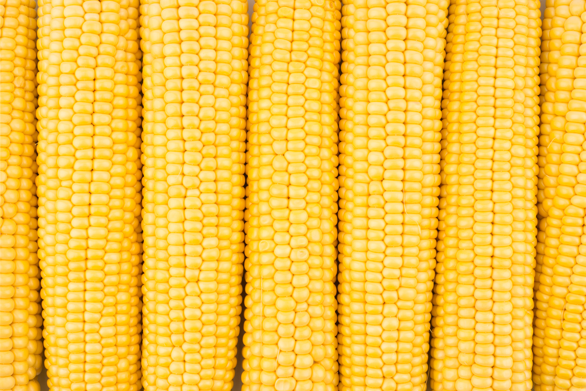 Sony a99 II + Minolta AF 50mm F1.7 sample photo. Background of peeled fresh ears of corn. photography