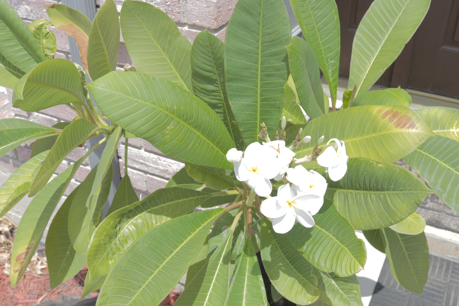 Canon EOS 750D (EOS Rebel T6i / EOS Kiss X8i) + Canon EF-S 24mm F2.8 STM sample photo. Plumeria in texas ii photography