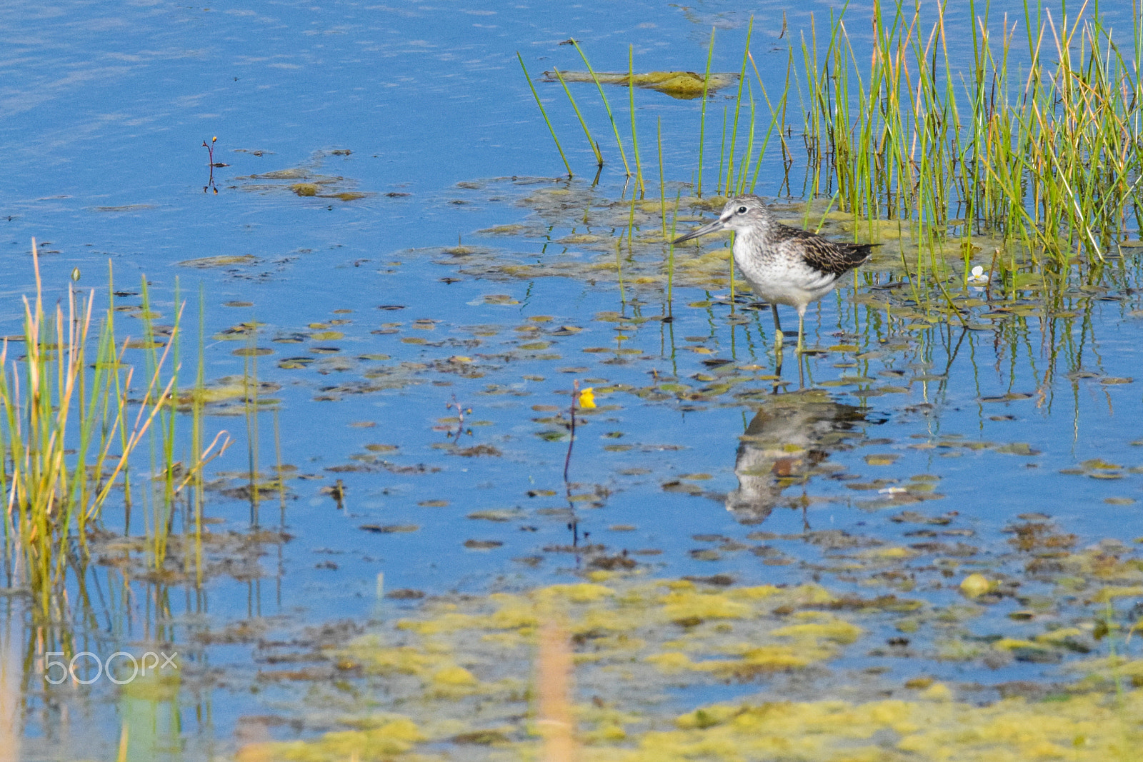 Tamron SP 150-600mm F5-6.3 Di VC USD sample photo. Tringa stagnatilis photography