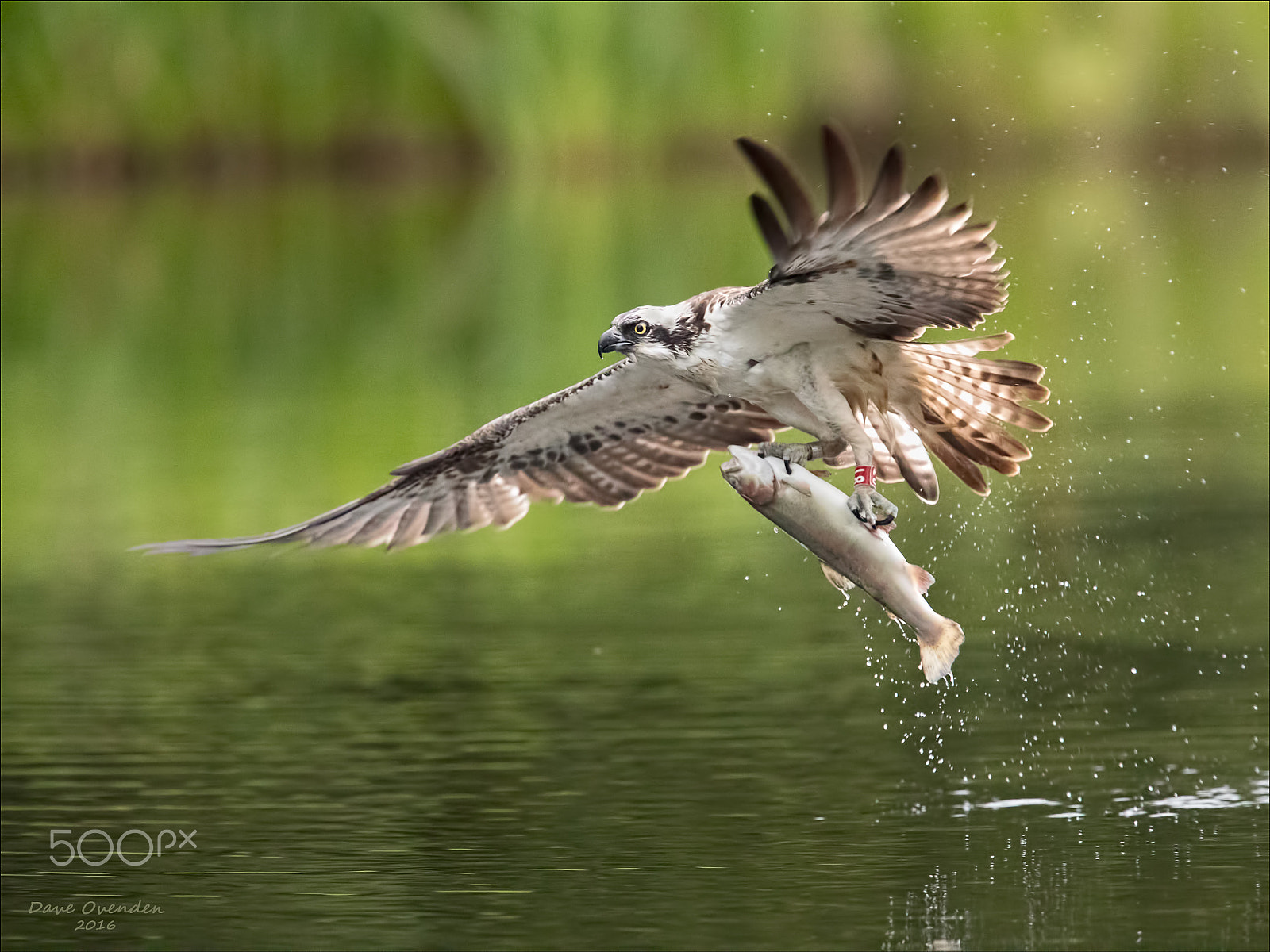 Canon EF 300mm F2.8L IS II USM sample photo. Osprey photography