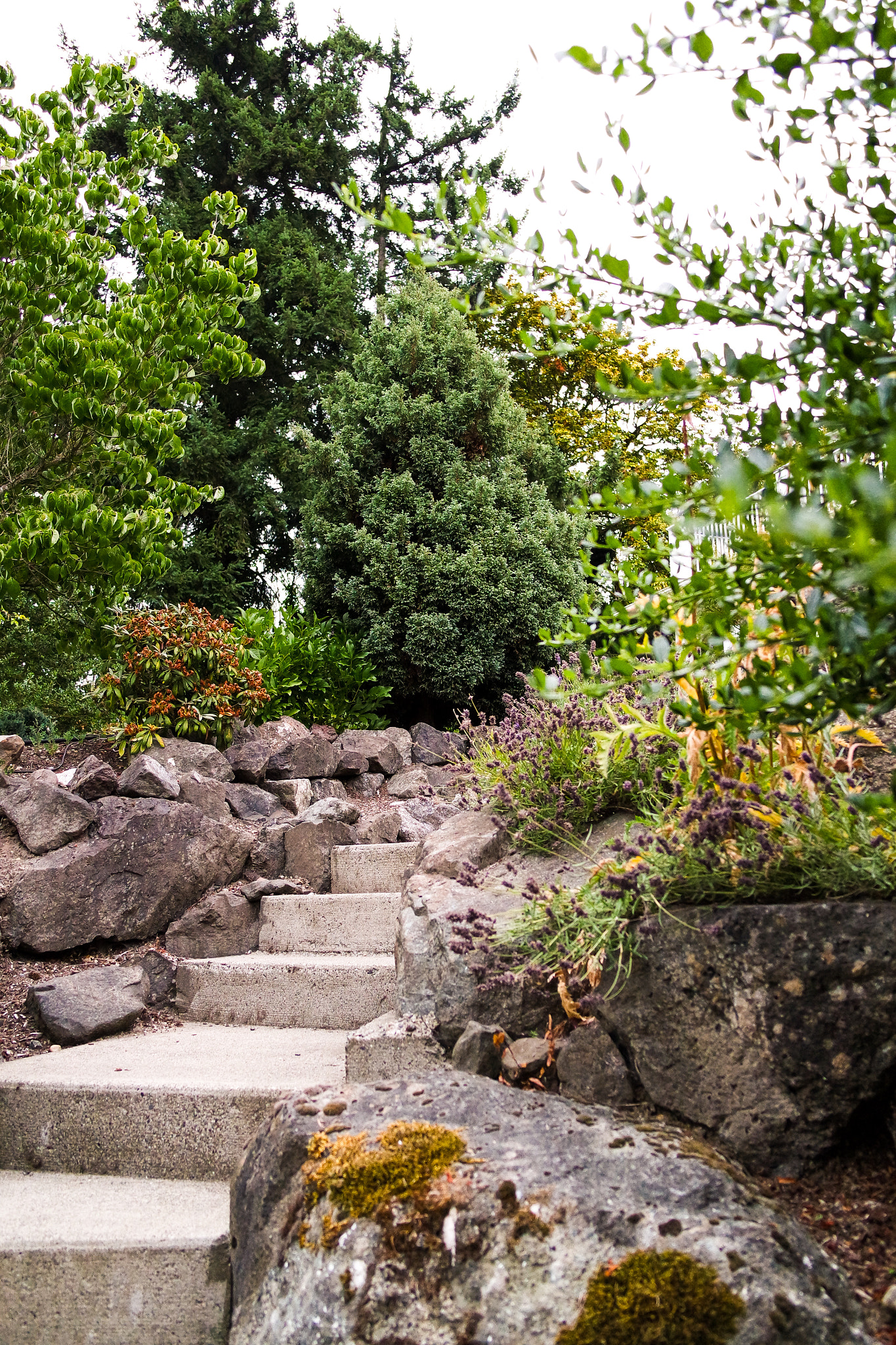 NX 20-50mm F3.5-5.6 sample photo. Garden path photography