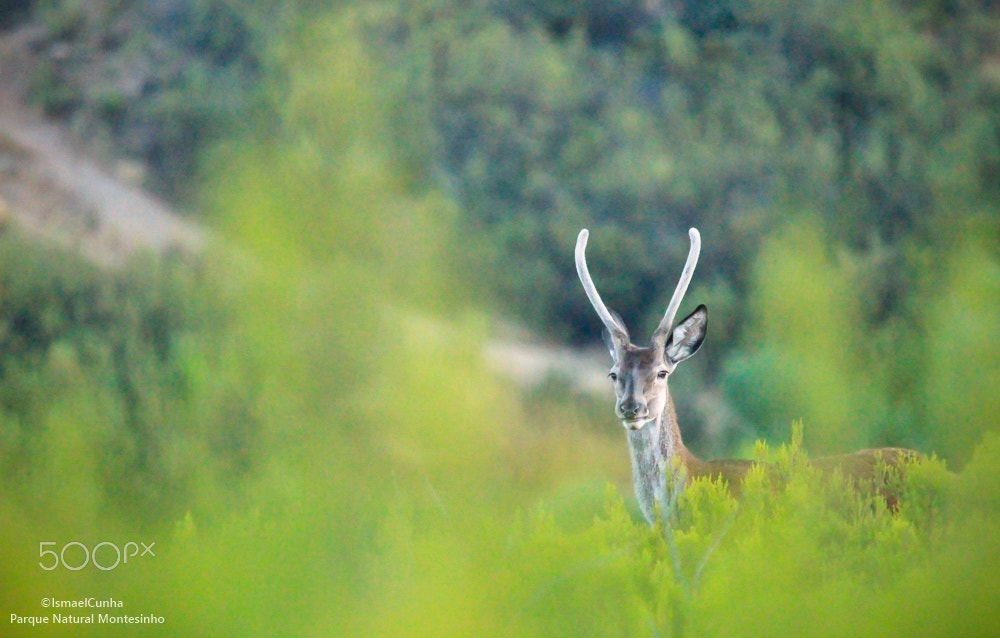 Sigma 150-500mm F5-6.3 DG OS HSM sample photo. Vareto - montesinho photography