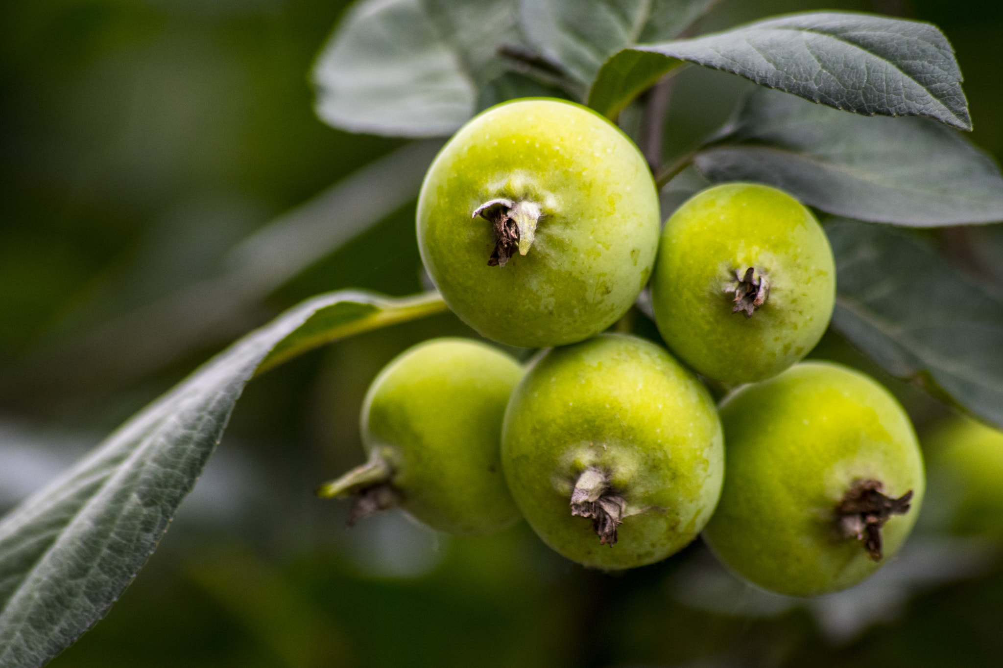 Sigma 70-300mm F4-5.6 APO DG Macro sample photo. Baby pomegranates photography