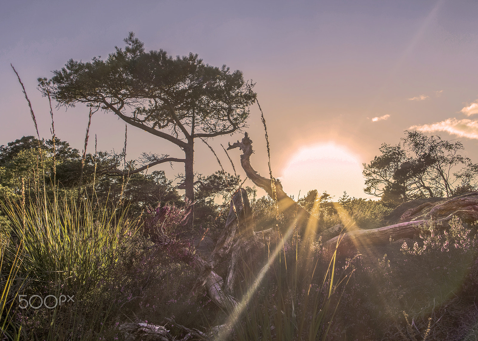 Samyang 16mm F2 ED AS UMC CS sample photo. Natures light bulb photography