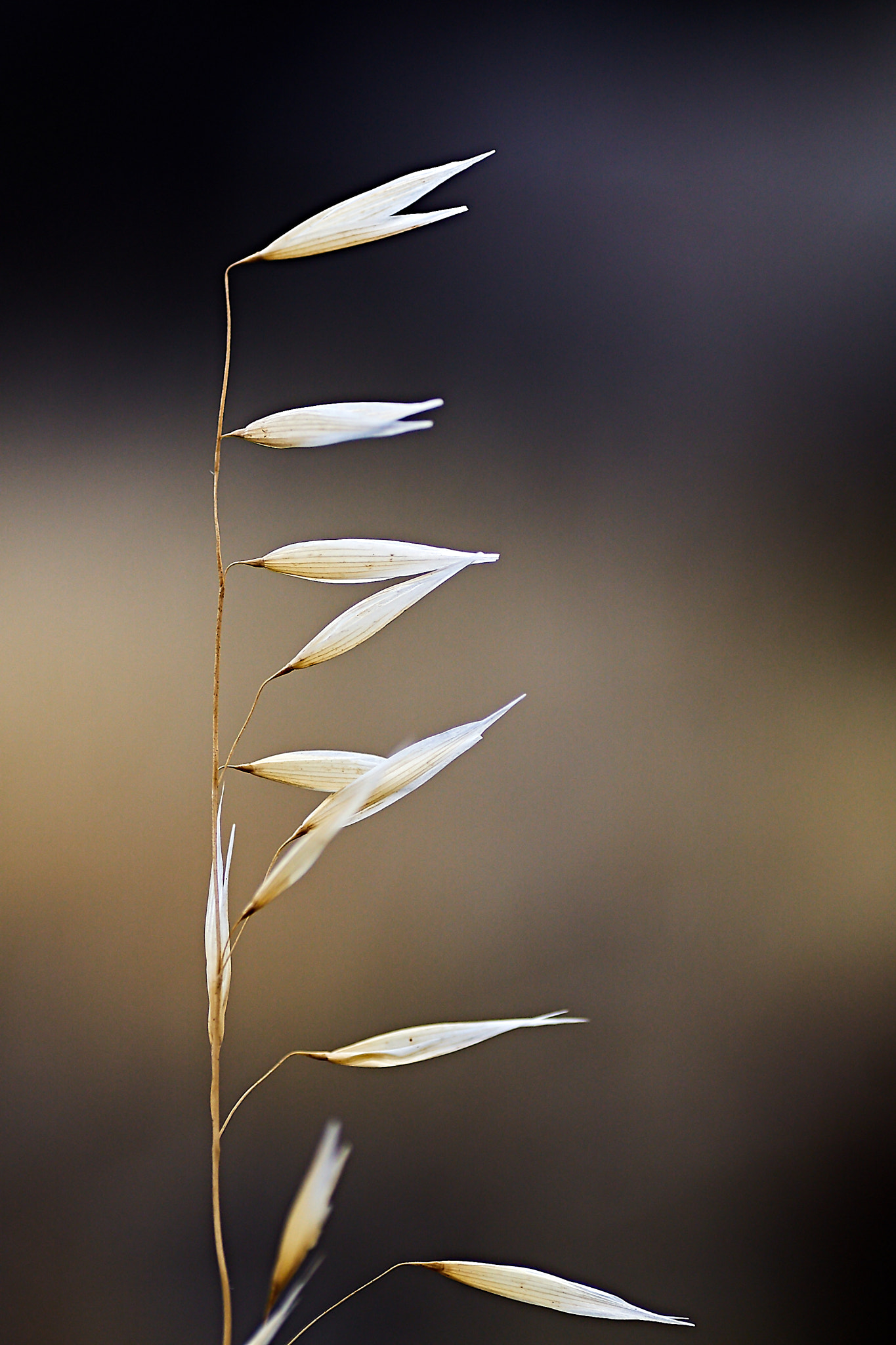 Sony ILCA-77M2 + Tamron SP AF 90mm F2.8 Di Macro sample photo. One direction photography