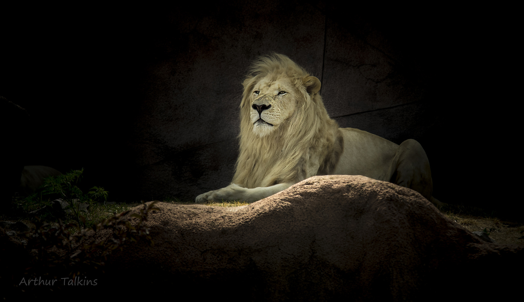 Sigma 70-200mm F2.8 EX DG Macro HSM II sample photo. King of the animal kingdom...so proud ! photography