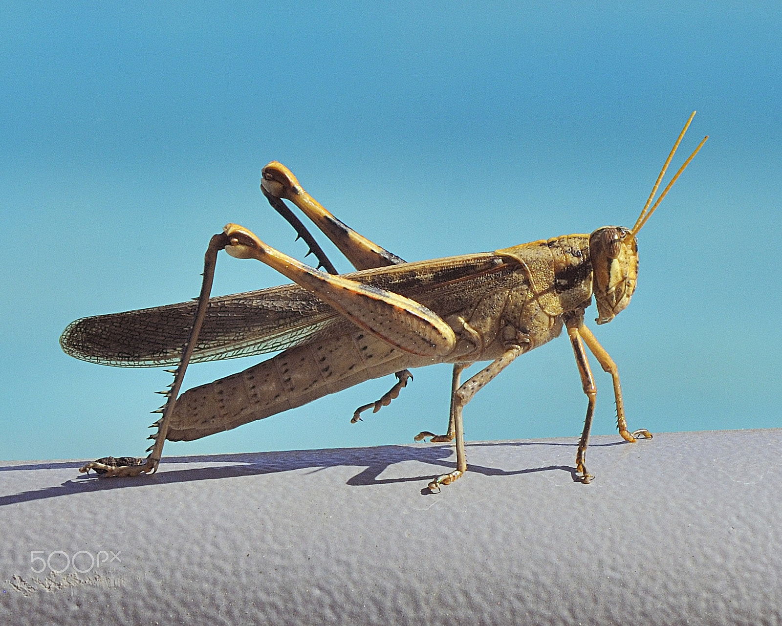 Nikon D300S sample photo. Grasshopper photography