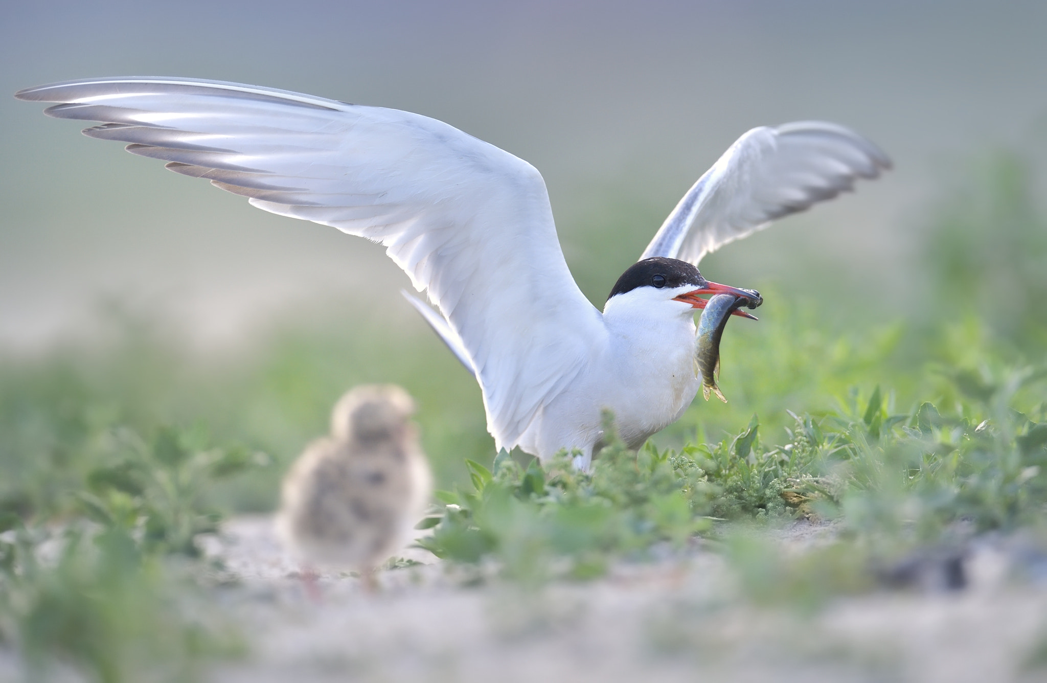 Nikon D5 + Nikon AF-S Nikkor 600mm F4G ED VR sample photo. Breakfast photography